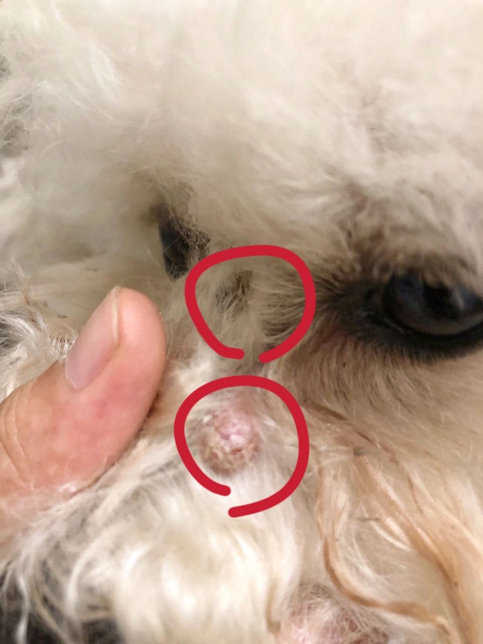 两岁多狗狗脸上突然长了肉疙瘩 医生说是皮脂瘤 先观察,后期变大就要