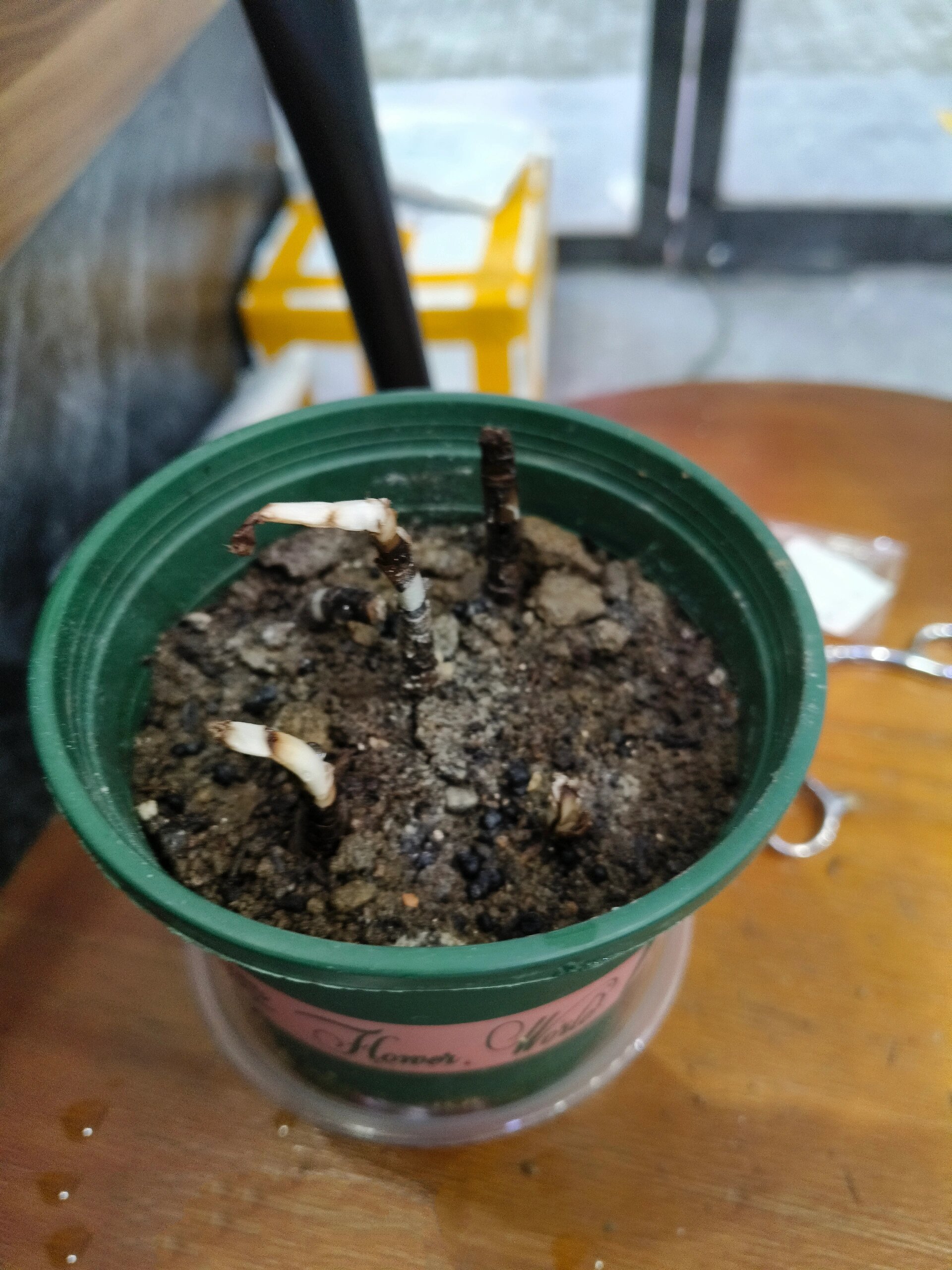 曼珠沙华,生长过程 曼珠沙华生长过程