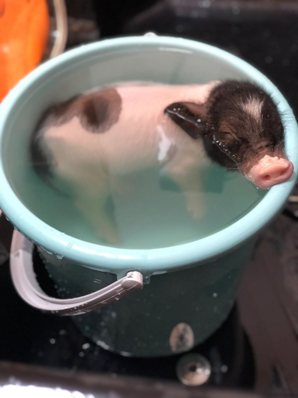 小猪泡澡🛀    给大哥洗澡按摩