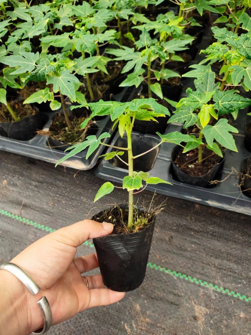 黄金木瓜果苗 瓜多 肉甜 黄金木瓜苗,种植3-6个月结果  种子苗