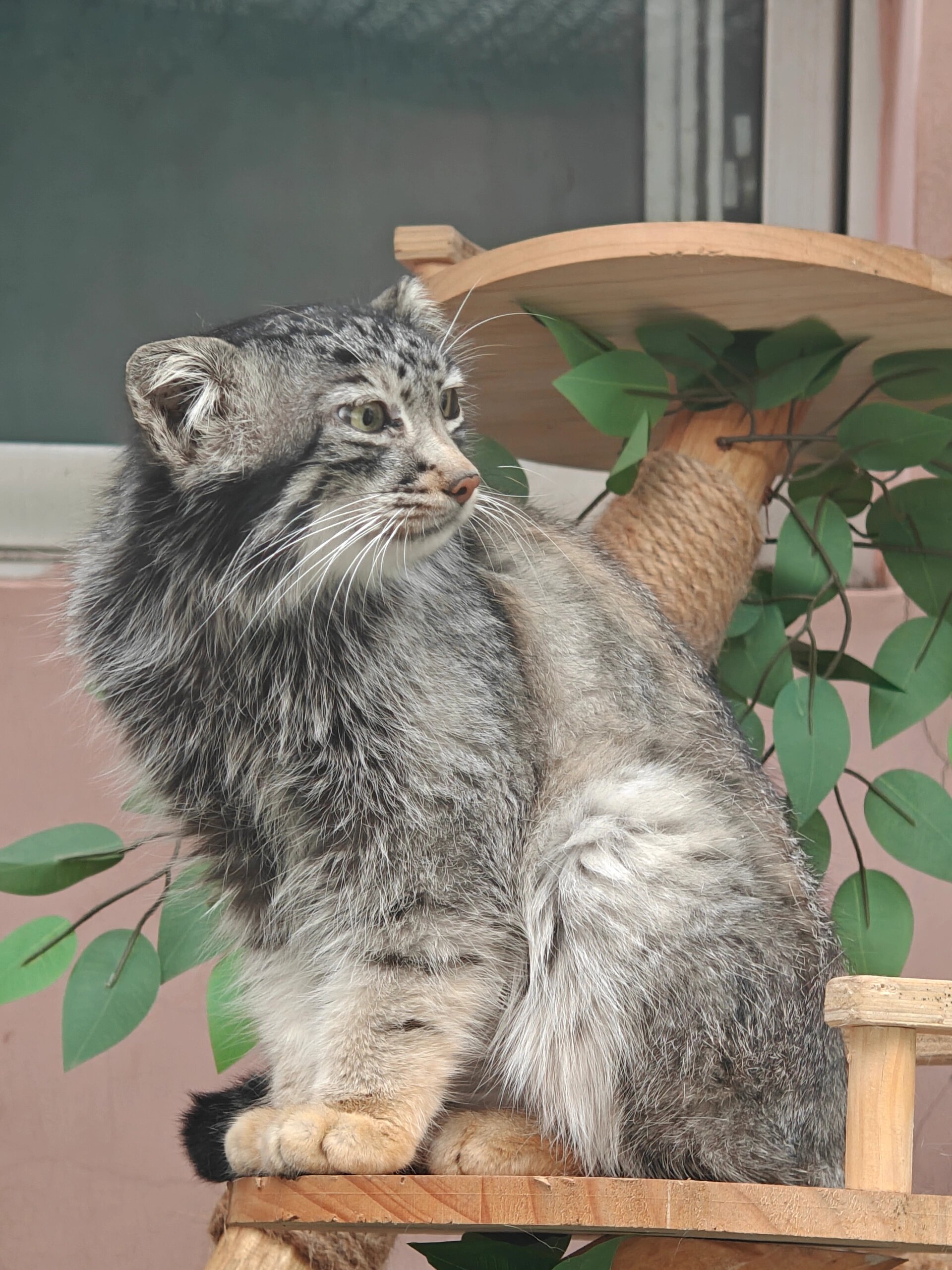 看到可爱的兔狲了!