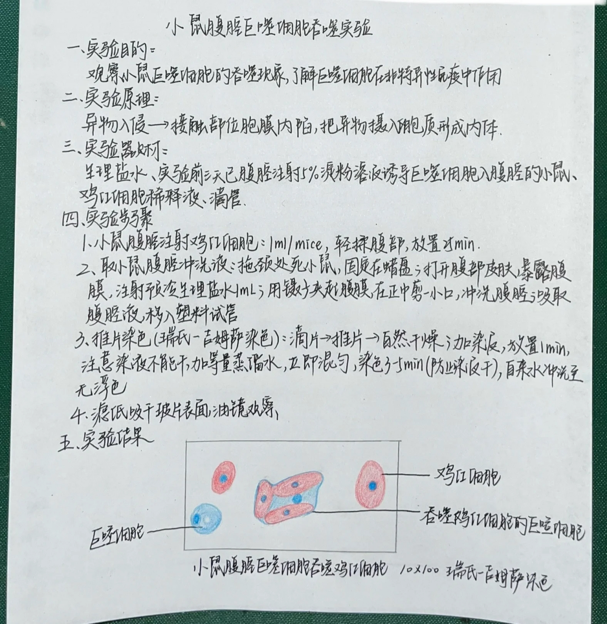 小鼠腹腔巨噬细胞吞噬实验 小鼠腹腔巨噬细胞吞噬实验