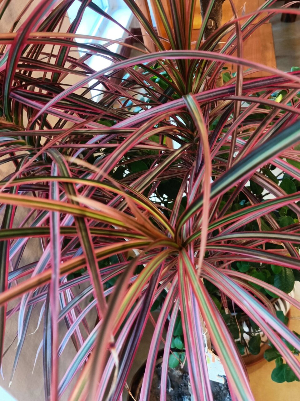 三色千年木,适宜家庭养殖 94三色千年木是龙舌兰科,龙血树属,常绿小