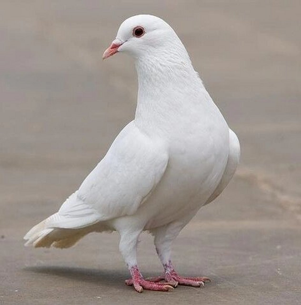 鸽子的功效与作用 功效与作用 补益气血,美容养颜,补肝肾 鸽子肉是鸠