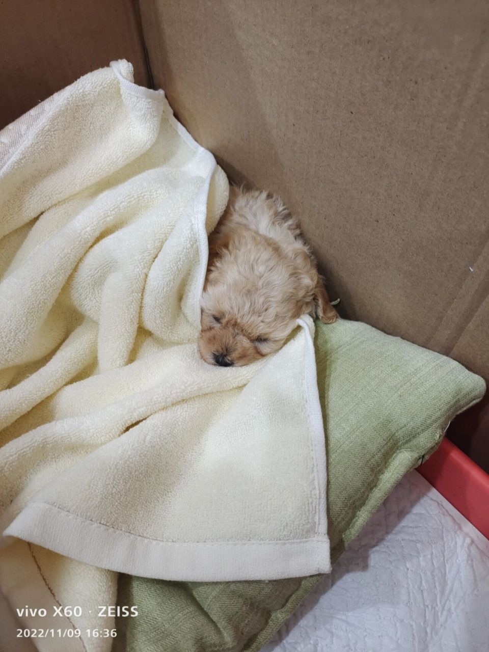 我的小狗 我的小狗可爱吧,168元香槟色泰迪串串,昨天31天抱回来的.