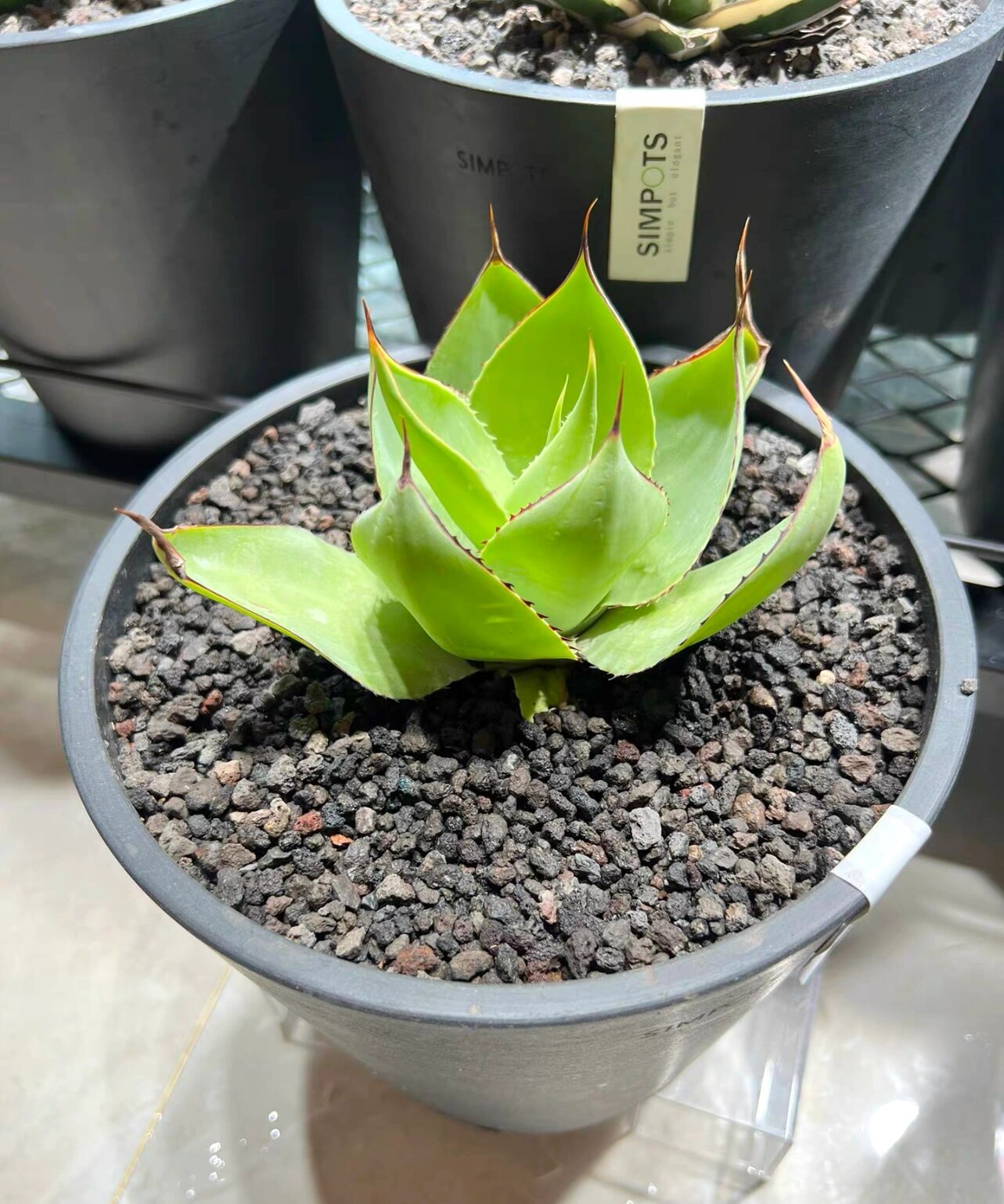 龙舌兰绿荷ucb 绿荷这个品种绝对是龙圈中的一股清流,它没有狂野的刺