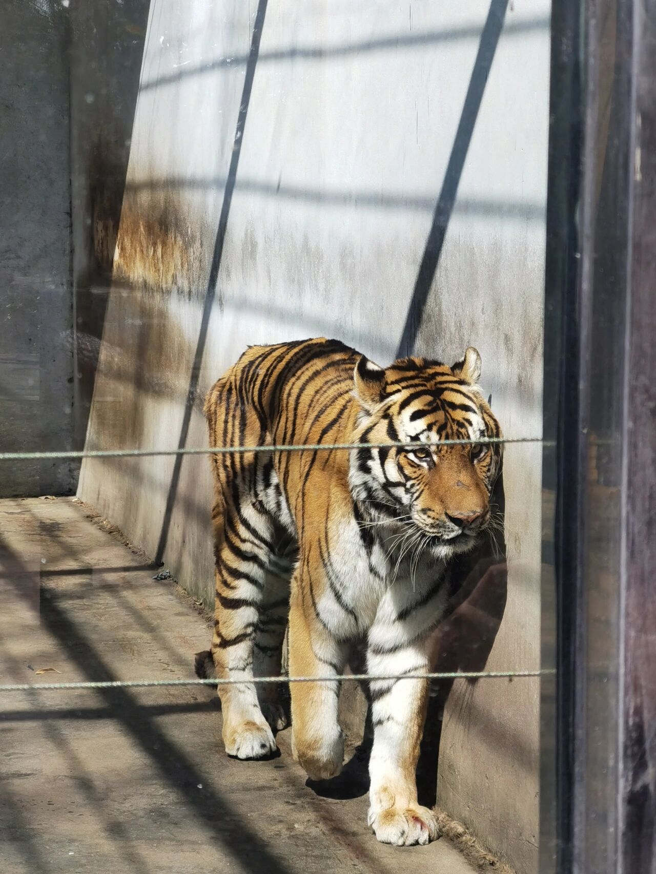 泰州|泰州动物园半日游