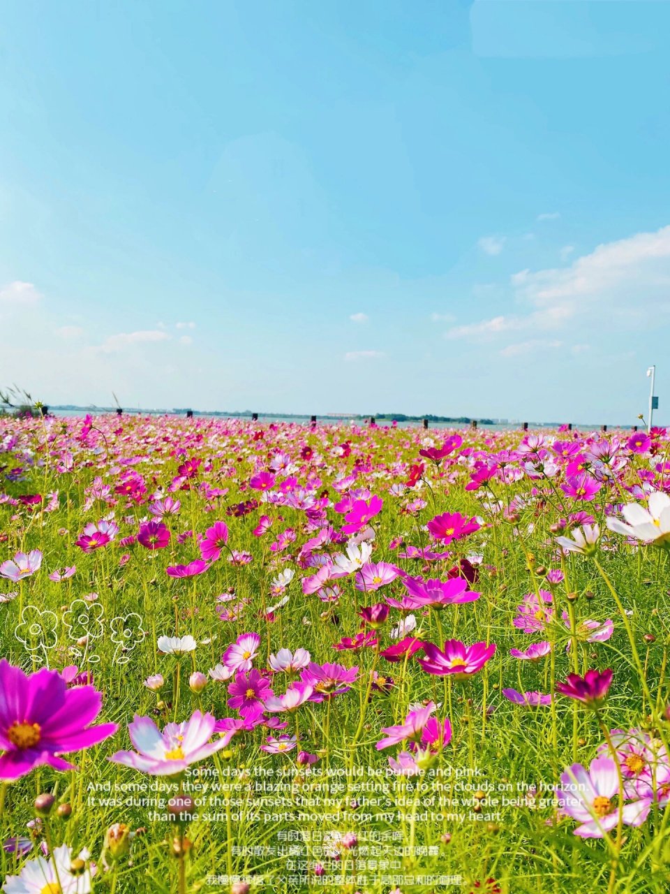 淀山湖花海公园图片