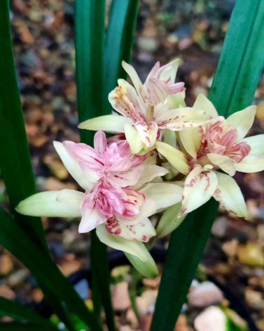 建兰富山奇蝶 富山奇蝶兰花下山于我国的台湾地区,是建兰多瓣奇花之首