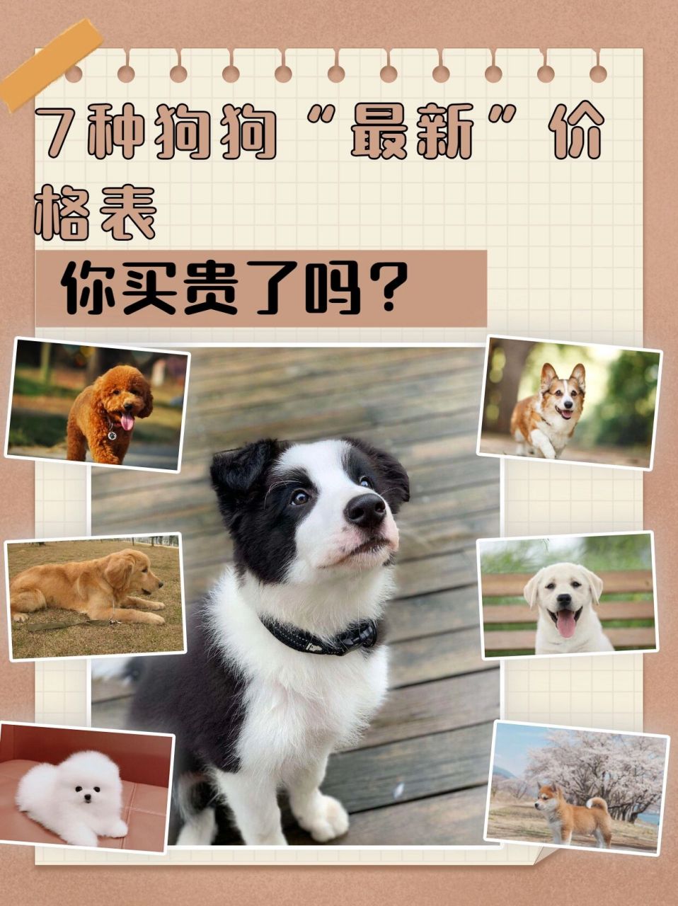 泰迪犬报价价钱图片