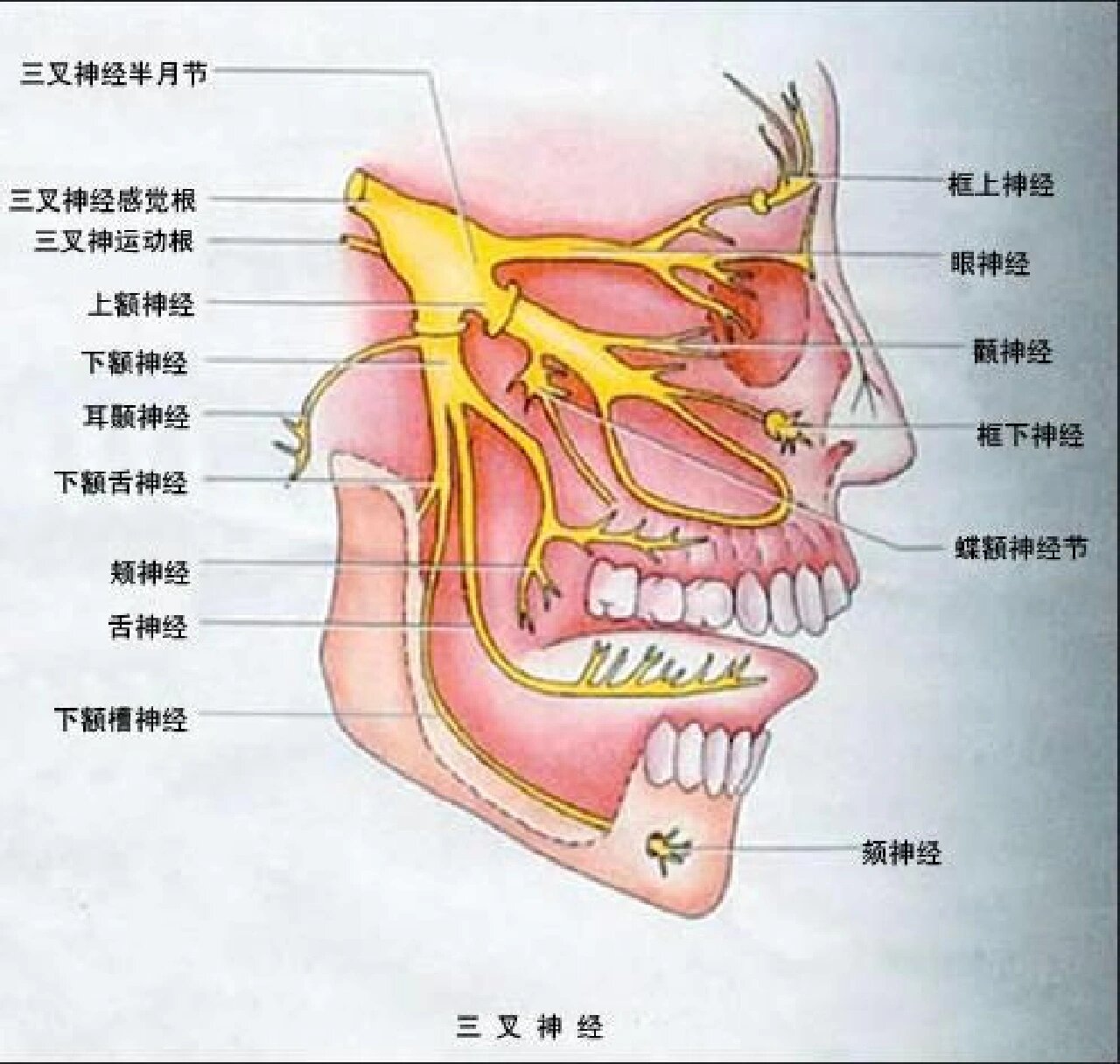 头部三叉神经痛怎么办?