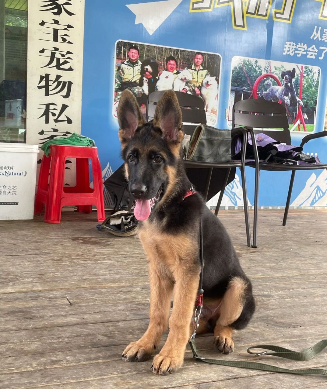 小德牧一个月的变化 图16615是两个月左右 图26615三个月多一