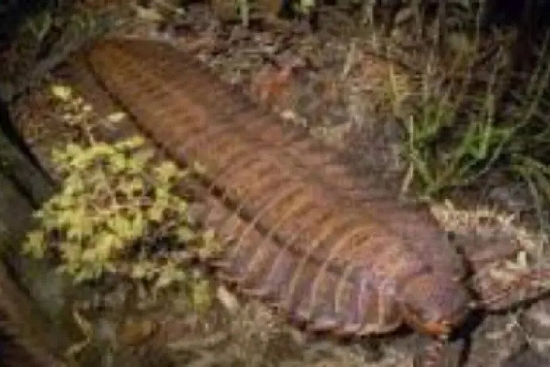 生活时期:石炭纪 栖息地:林地 食物:不详 古马陆的样子就像巨型蜈蚣