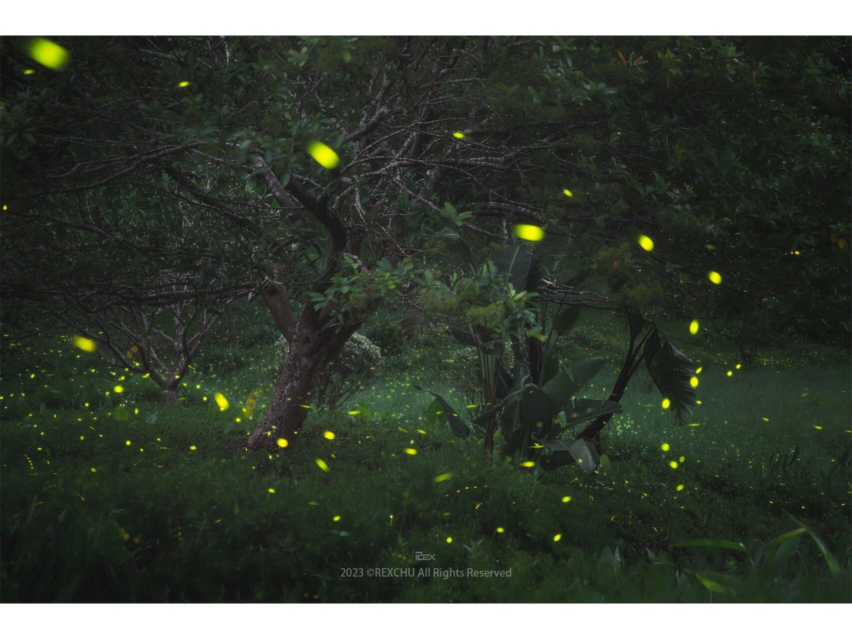 夏季流萤|东莞虎英公园的暗夜精灵·萤火虫 你有多久没看过萤火虫了?