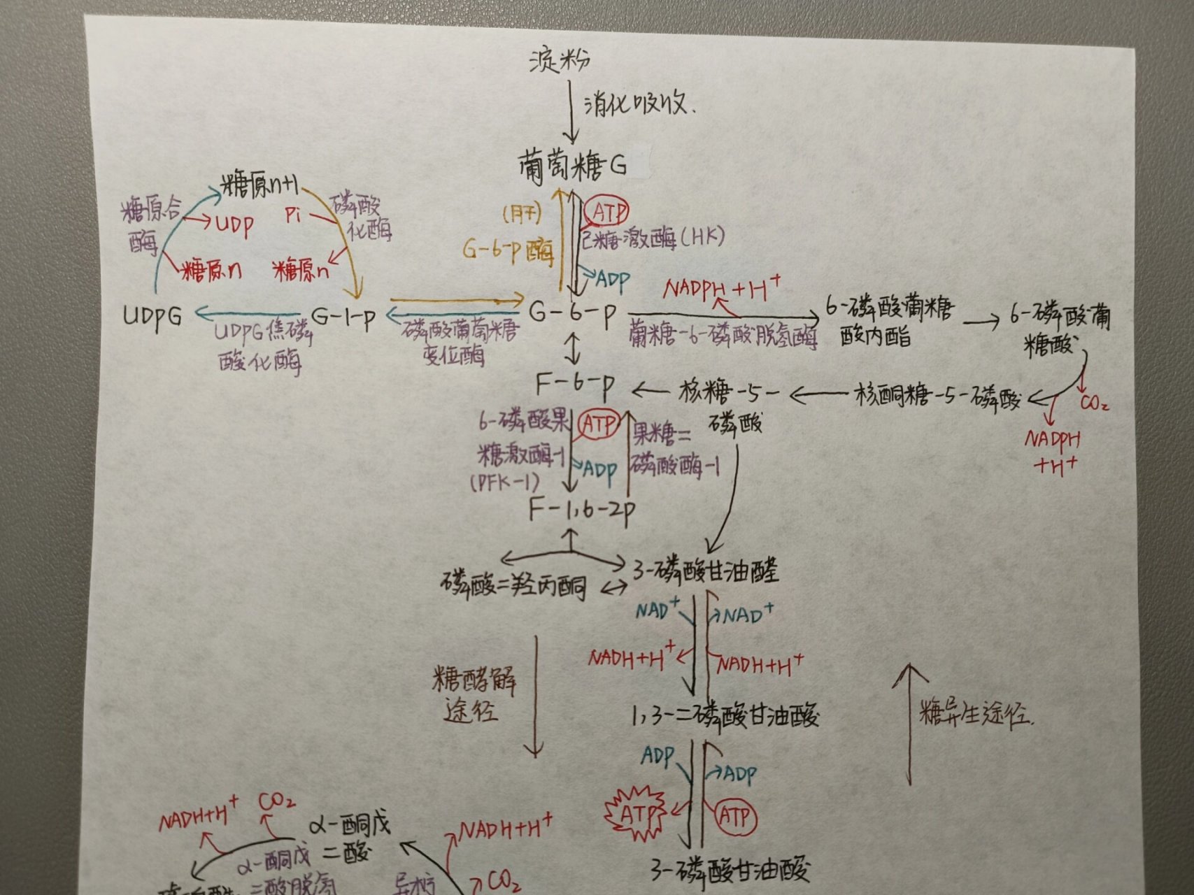 糖代谢过程图片