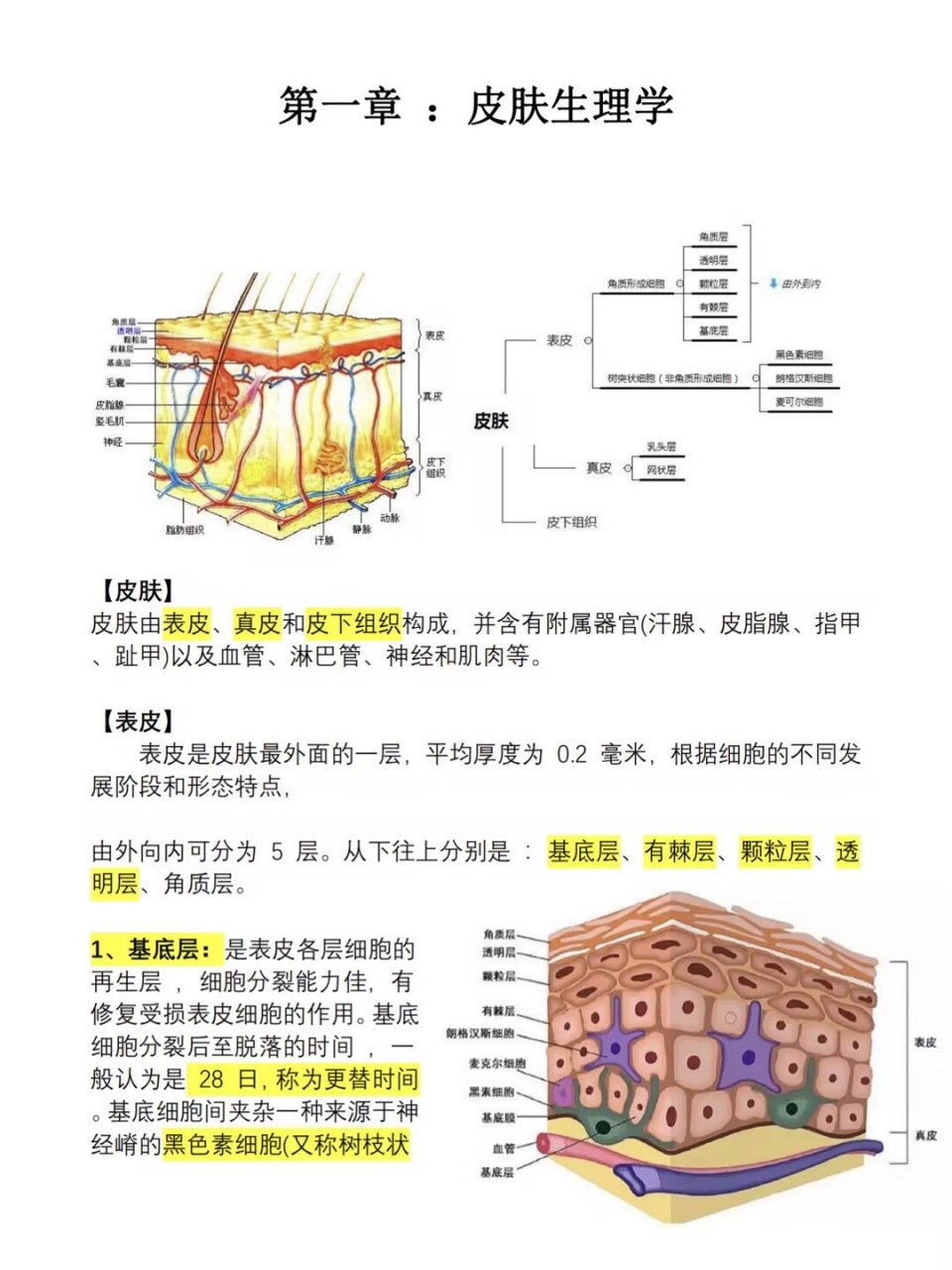 人�的皮肤层共分为三大层结构 表皮,真皮和皮下组织