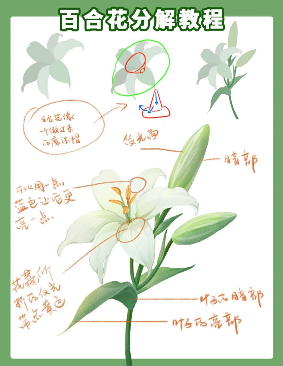 花卉分解教程 今天分享一个百合花的插画分解教程 喜欢插画的宝子们