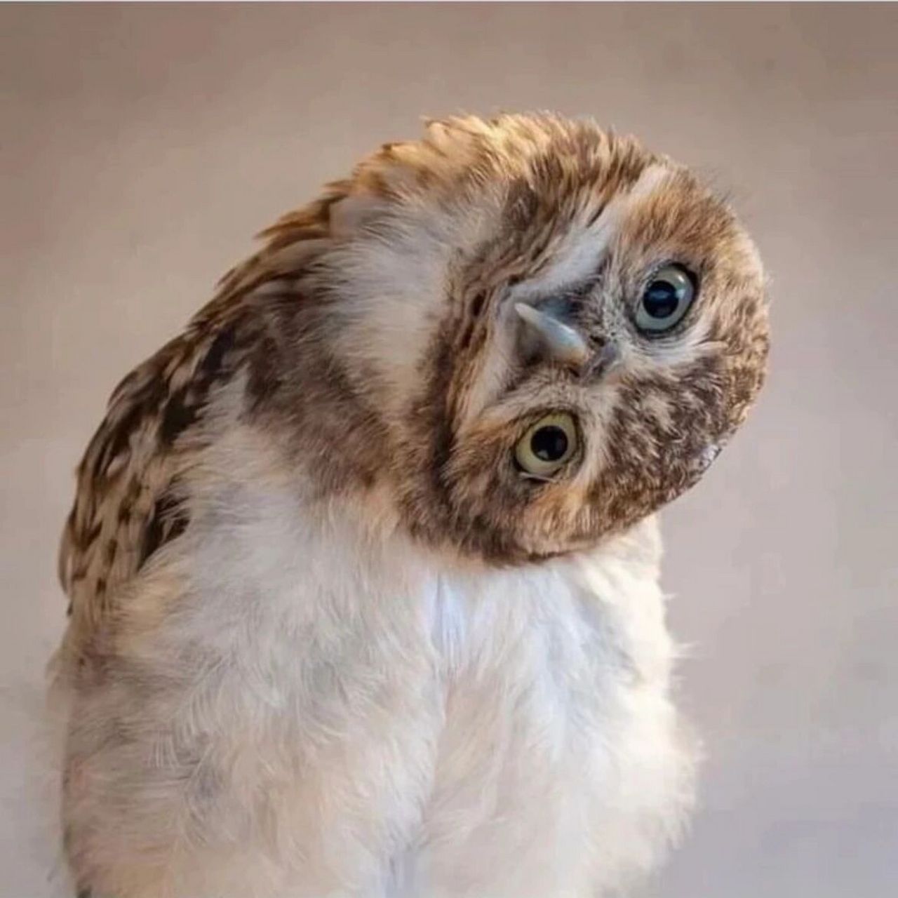 总爱歪头的猫头鹰,不担心得颈椎病么? 你注意过吗?