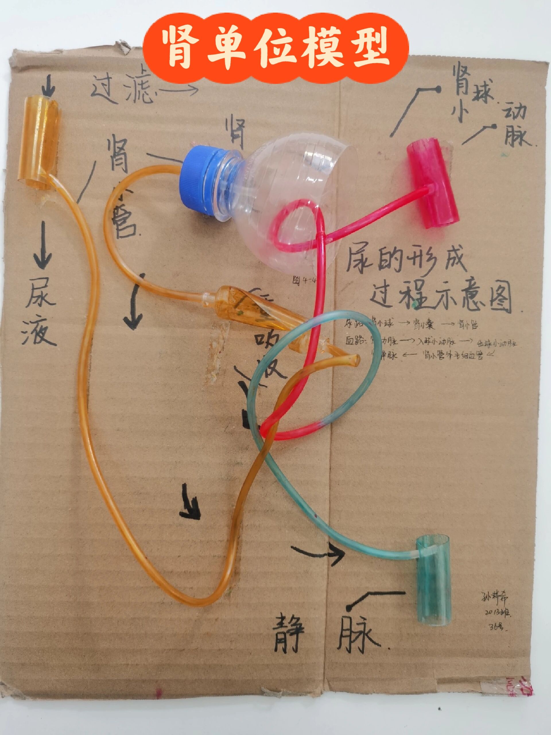 血液循环的简易模型图片