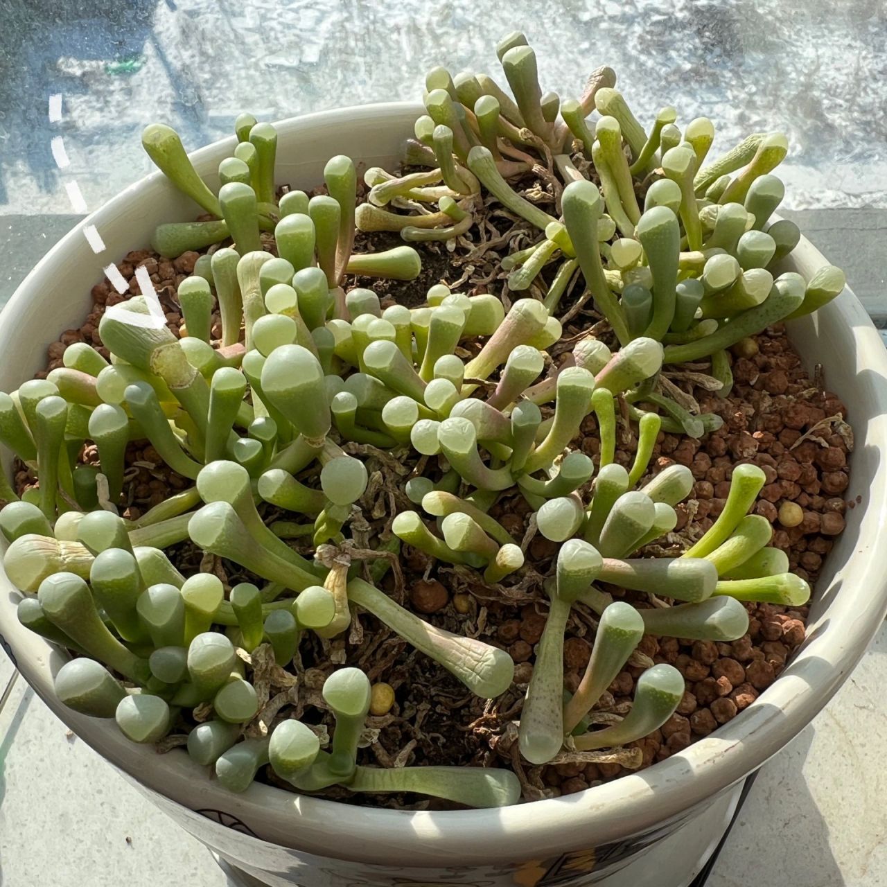 我认为最难养的多肉,向右滑 五十铃玉 越喜欢的多肉越养不好,很久了.