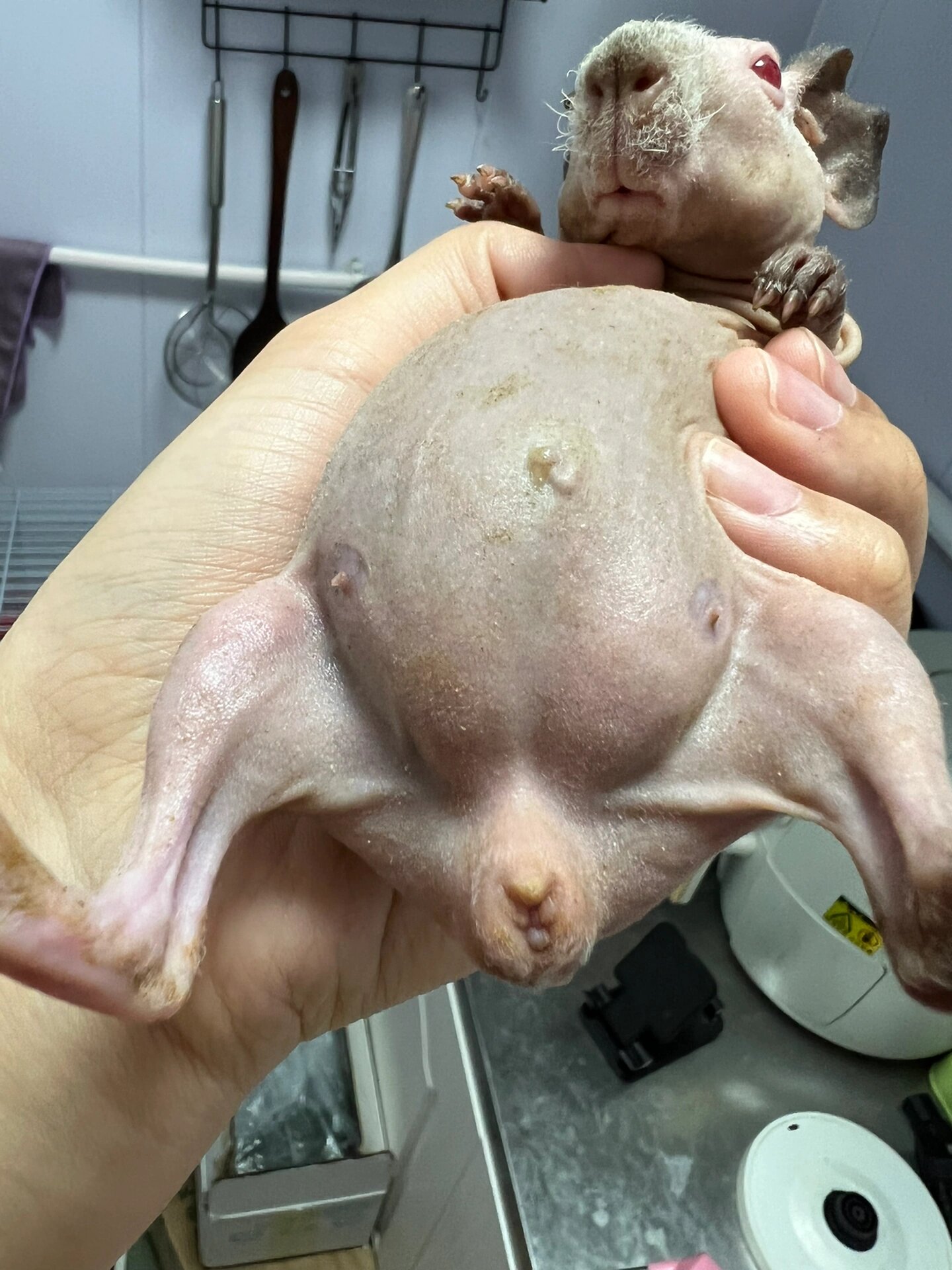 荷兰猪怎么分辨公母