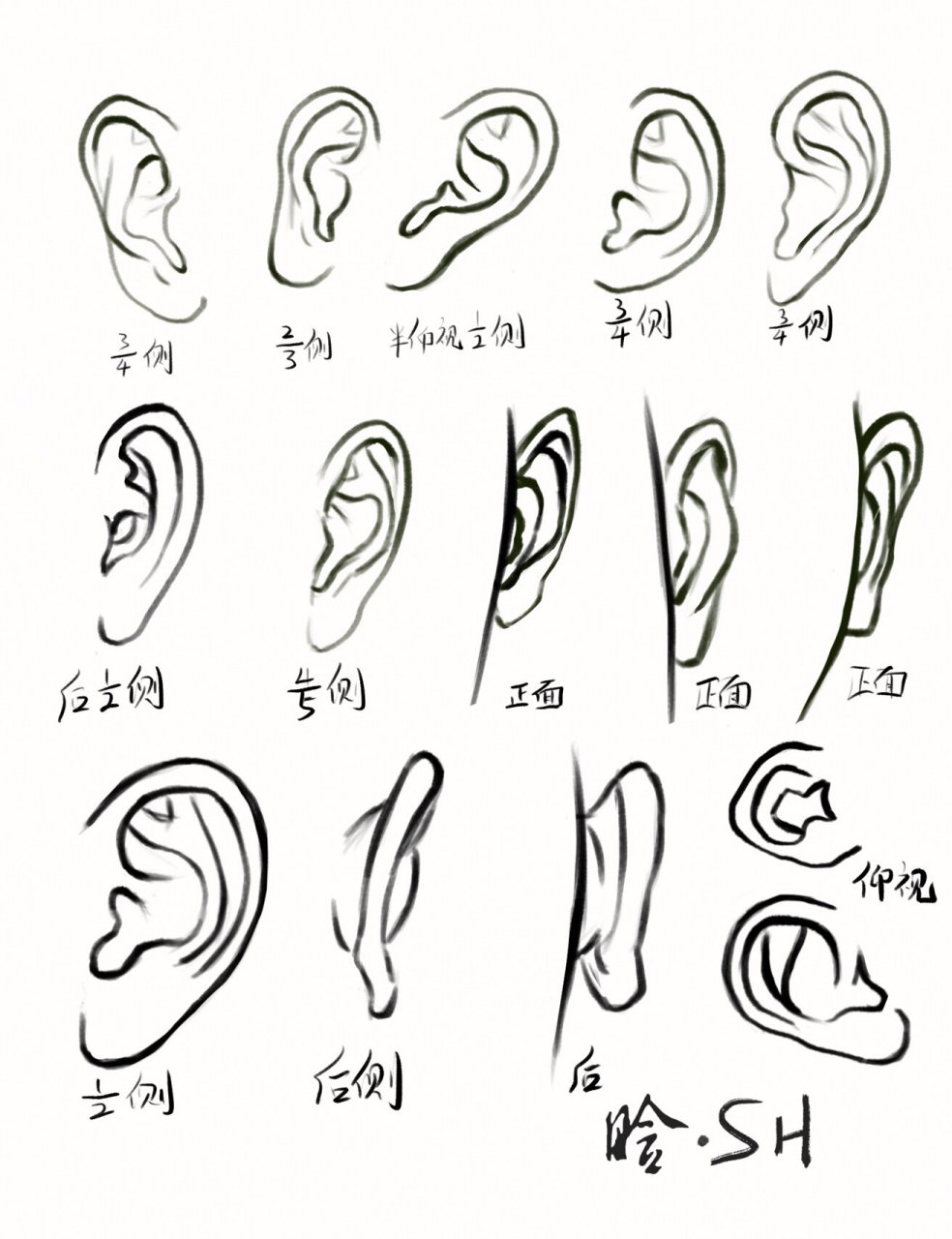 耳朵的轮廓分析图图片
