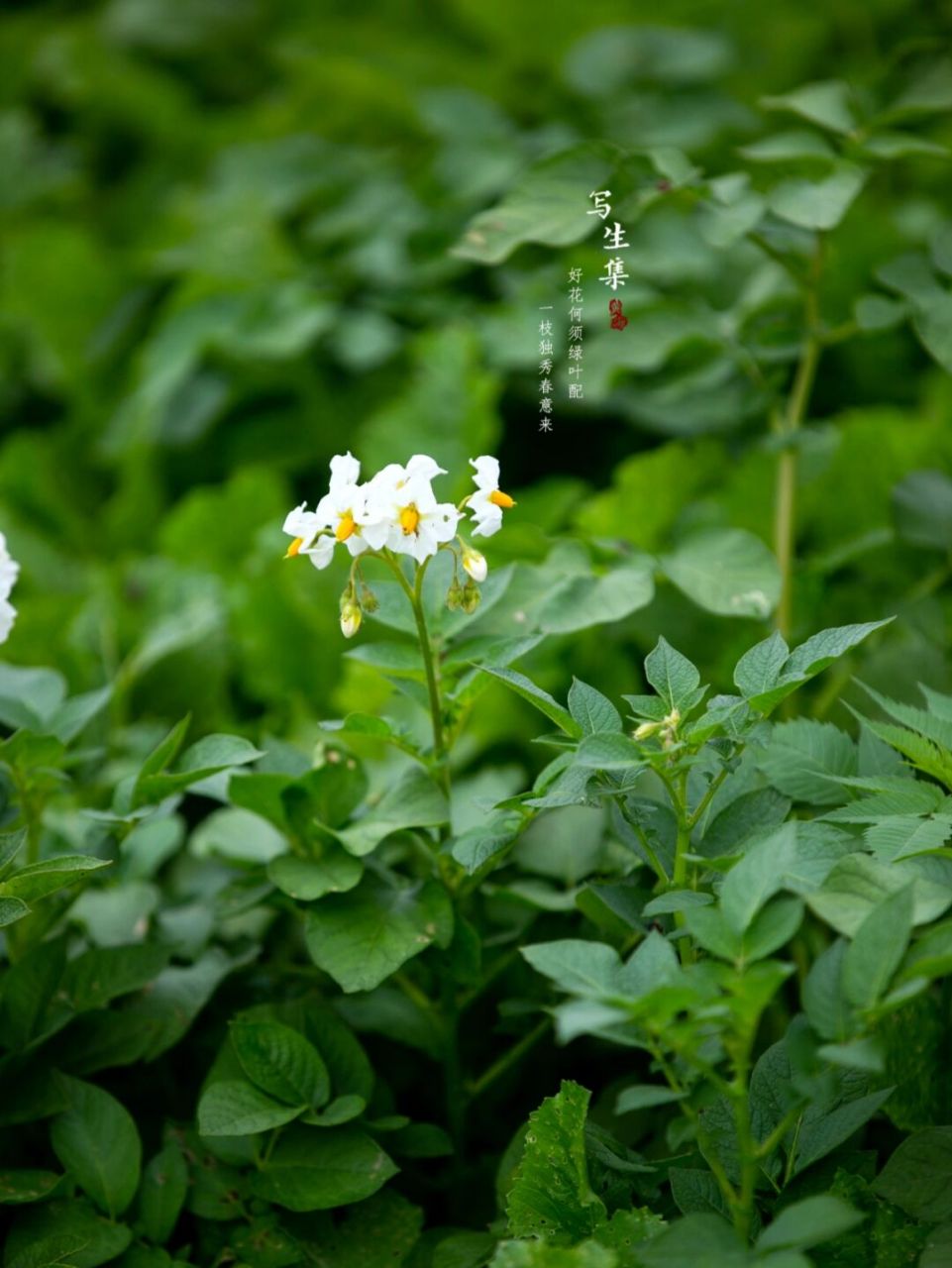 阳芋(学名:solanum tuberosum l.