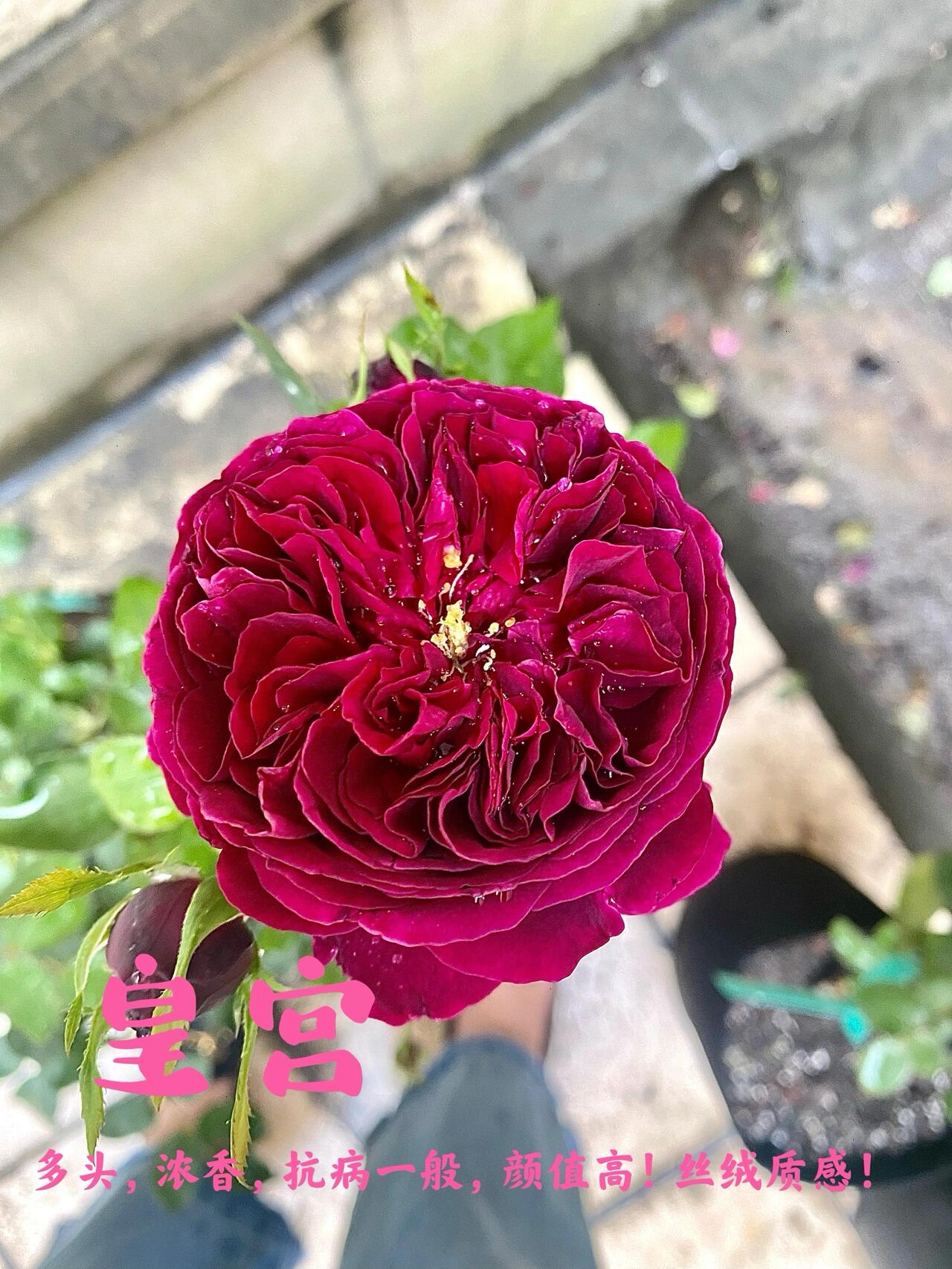 红紫系月季🌹合集～ 521特别的日子,做一个露台红紫系月季欣赏合集!