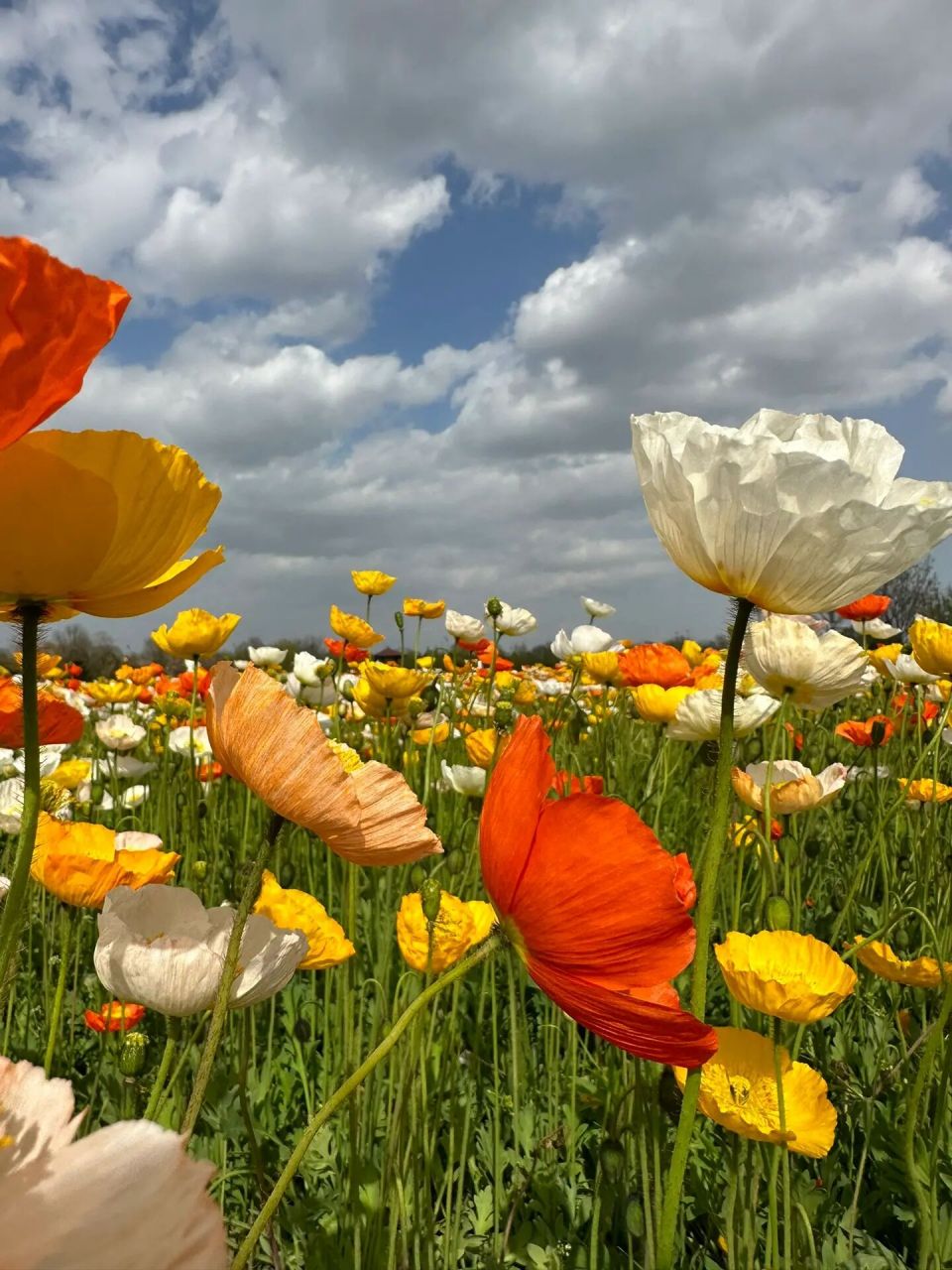 快来赏北京盛放的虞美人花海 今天4月6号难得好天气,此刻的紫谷伊甸园