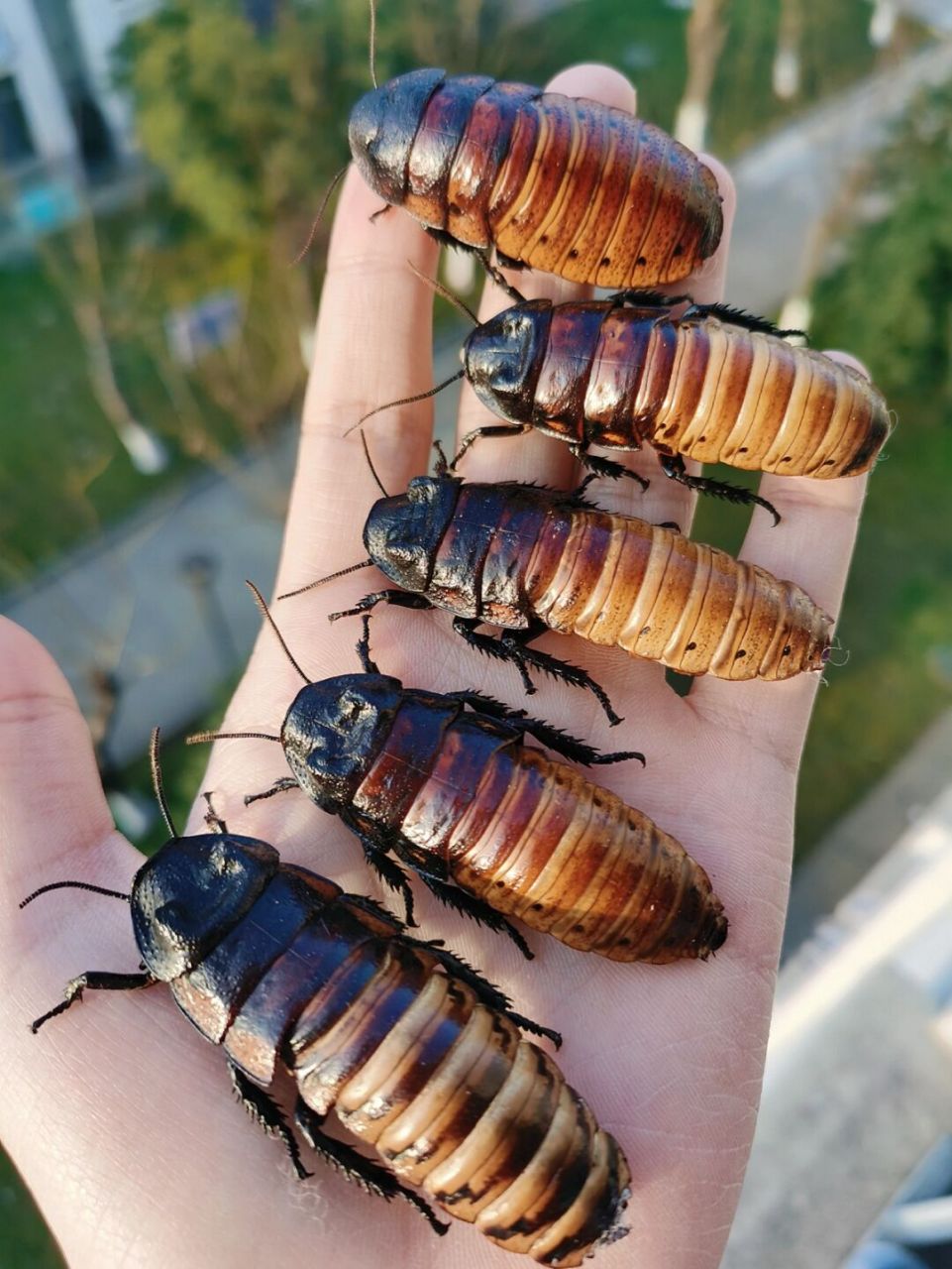 马岛蟑螂体态较大,有着凸起的胸背甲,无翅,体形5cm～7cm,阴凉处,仅