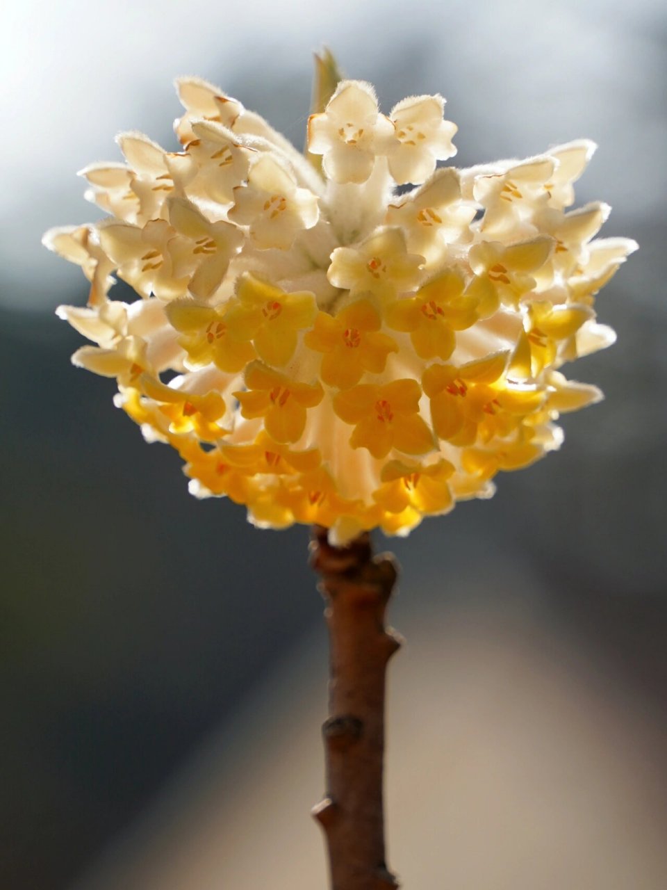 青岛丨连理枝丨爱情树丨梦树丨结香 『结香』 也叫