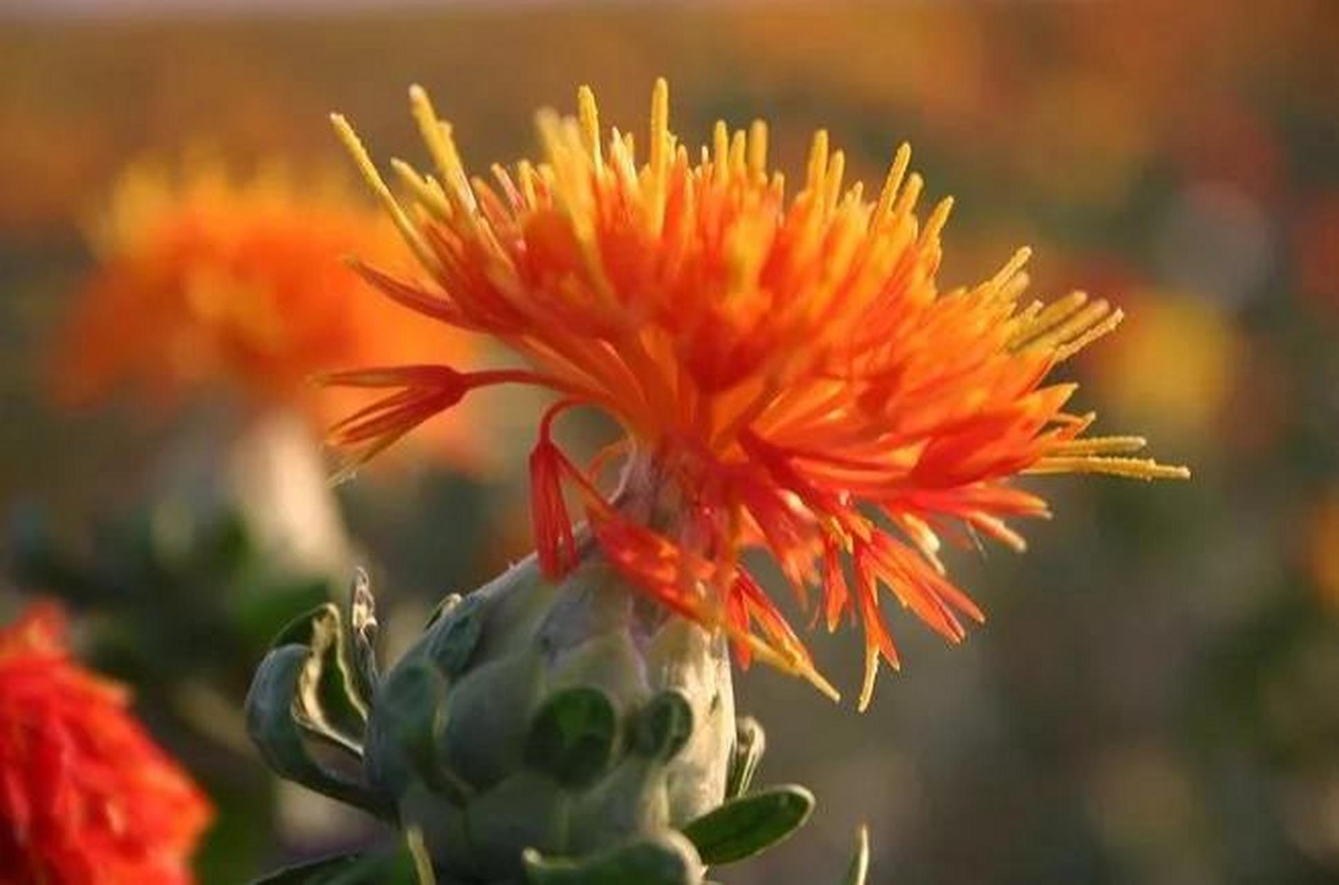 植物 红花   红花又名红蓝花,是夏天开红黄色小花的草本植物,原产于