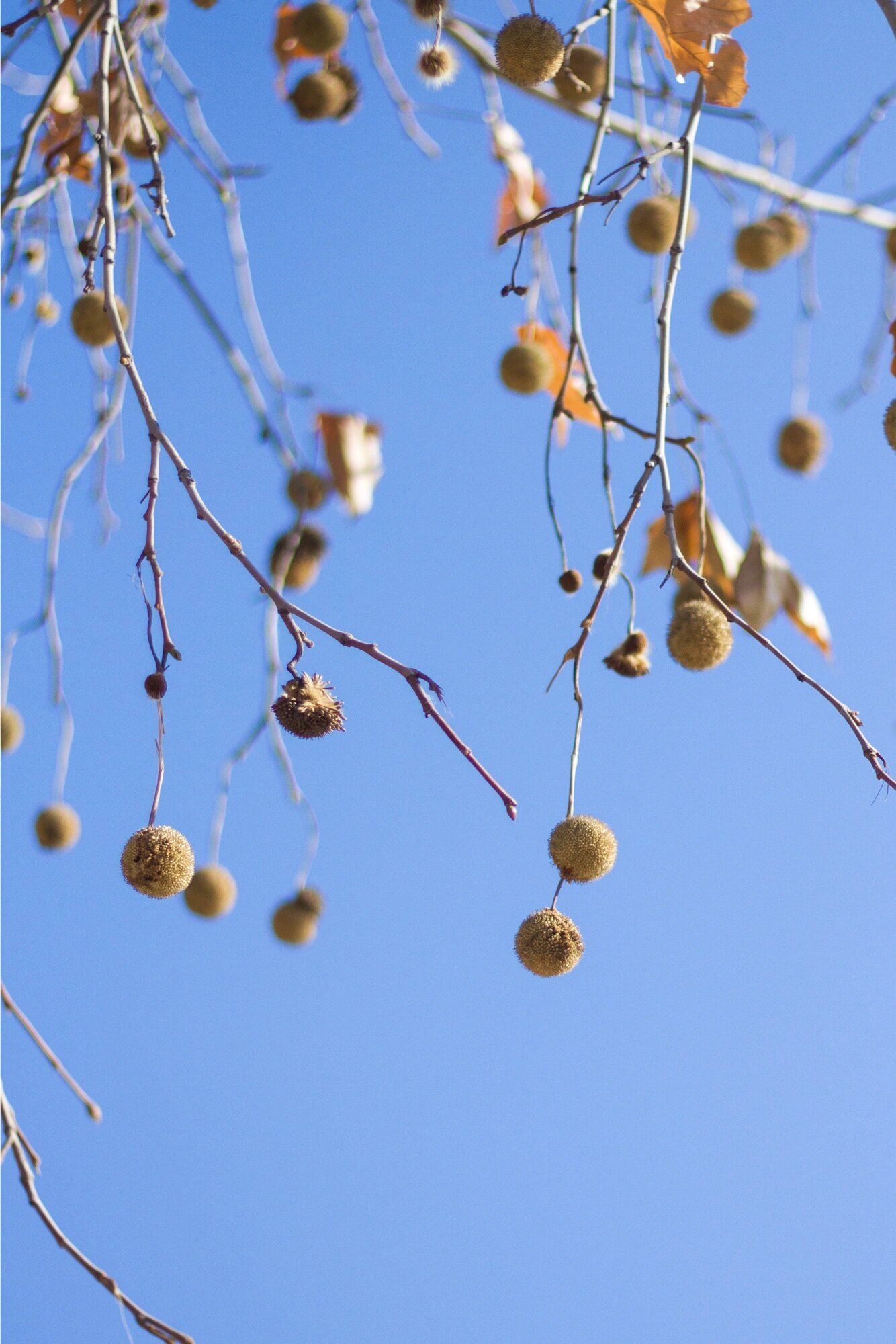 它可能被你叫了很多年梧桐 |  二球悬铃木 二球悬铃木,也叫法国梧桐