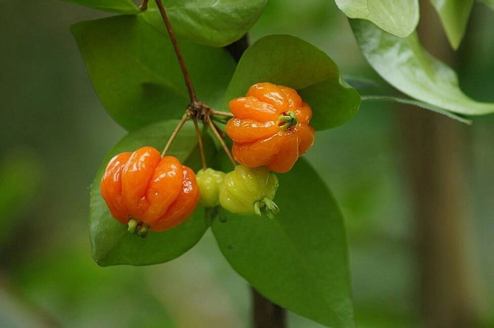 红果仔,别名:巴西红果 红果仔是桃金娘科番樱桃属的灌木或小乔木.