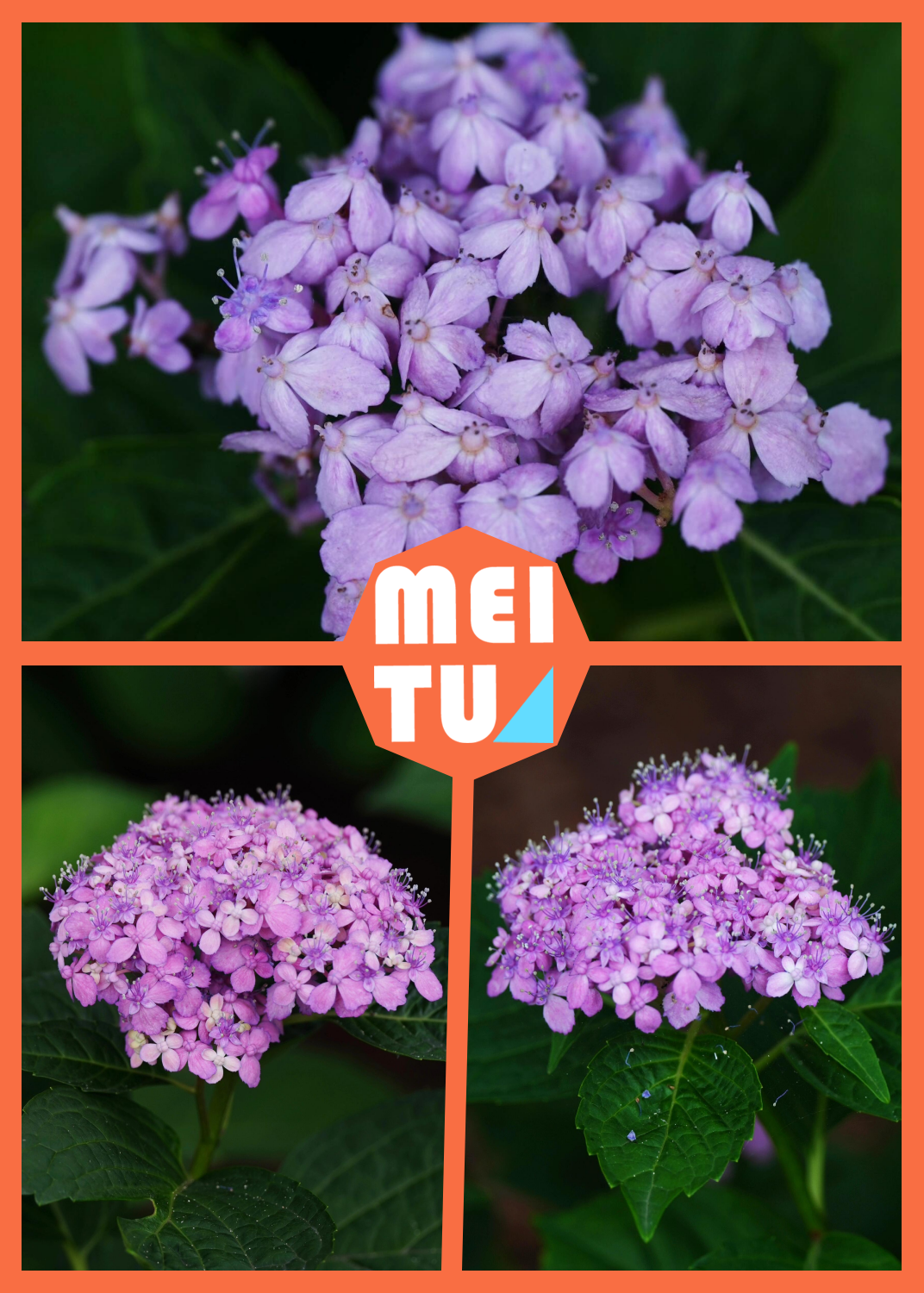 花卉边缘的简单介绍 花草
边沿
的简单

先容
（花草的花边怎么画） 花卉