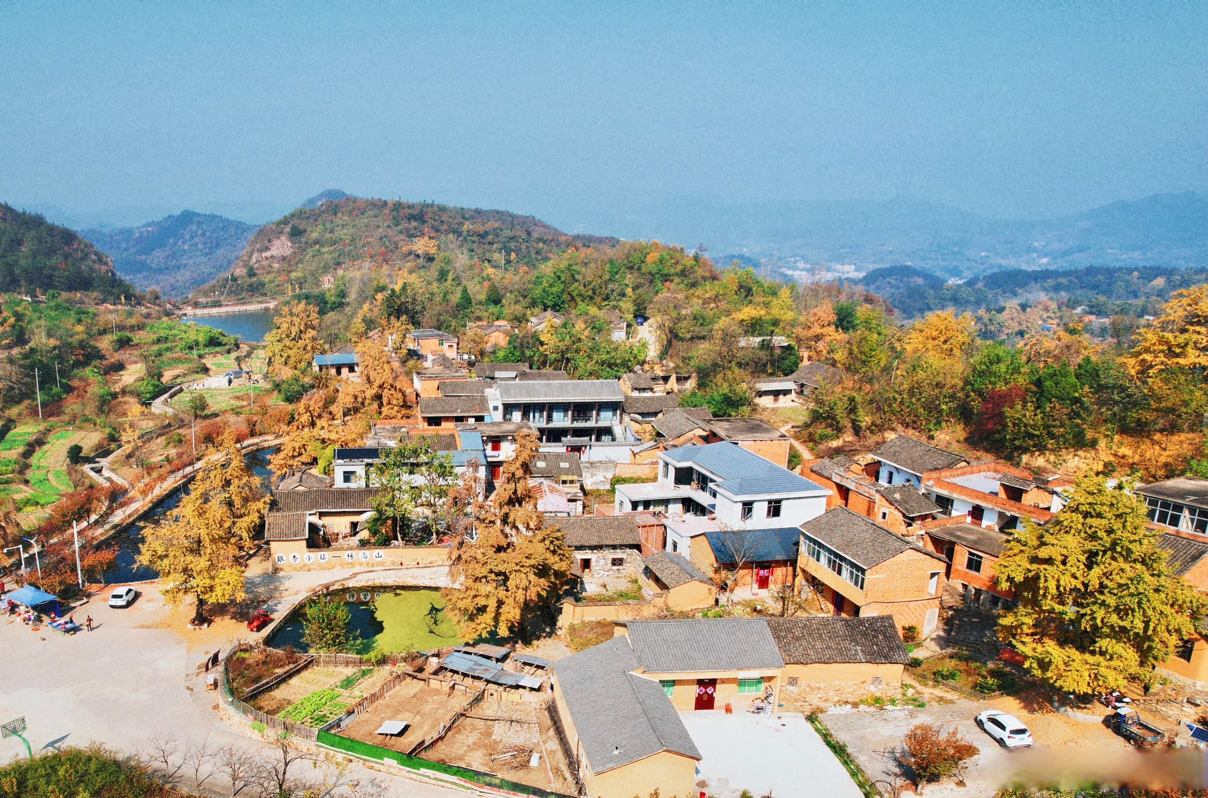 【新县:银杏披"金甲" 相约在初冬】初冬时节,新县迎来了一年中观赏