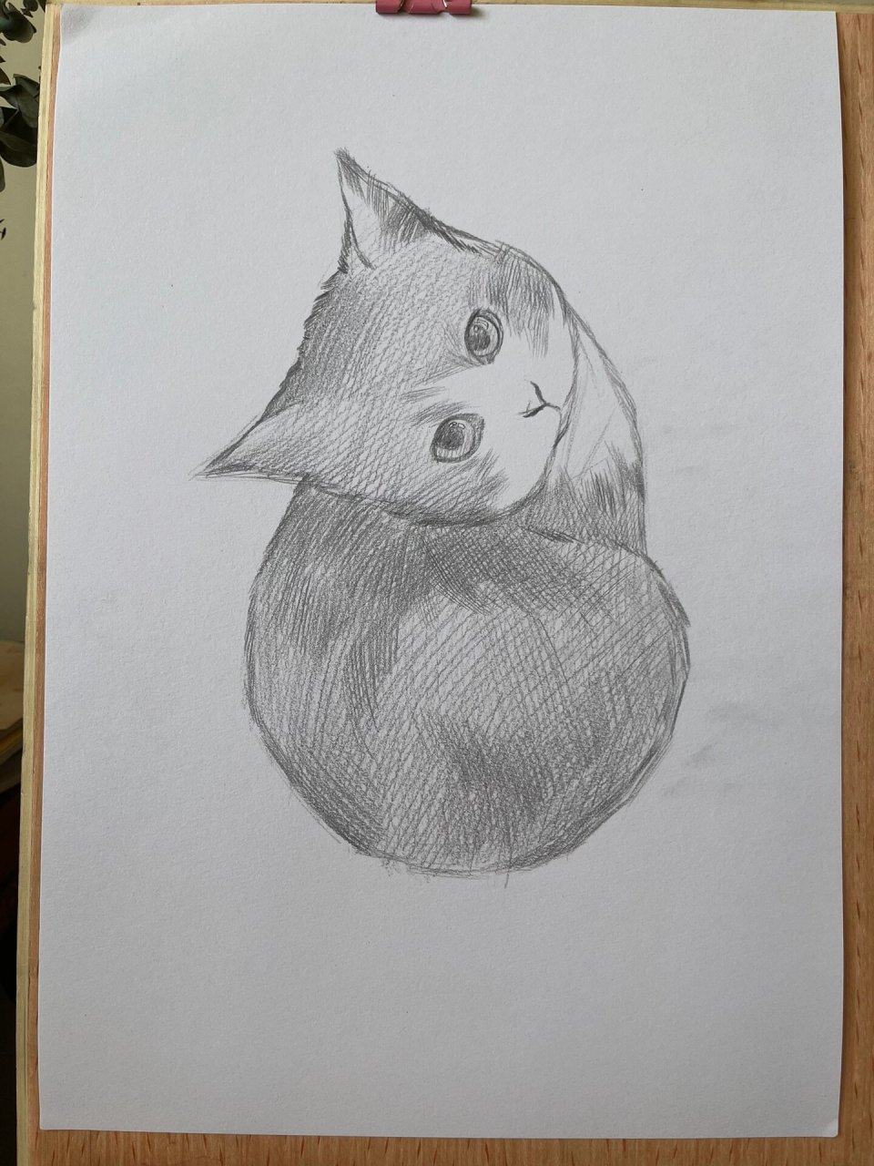 可爱小猫的画法 素描图片