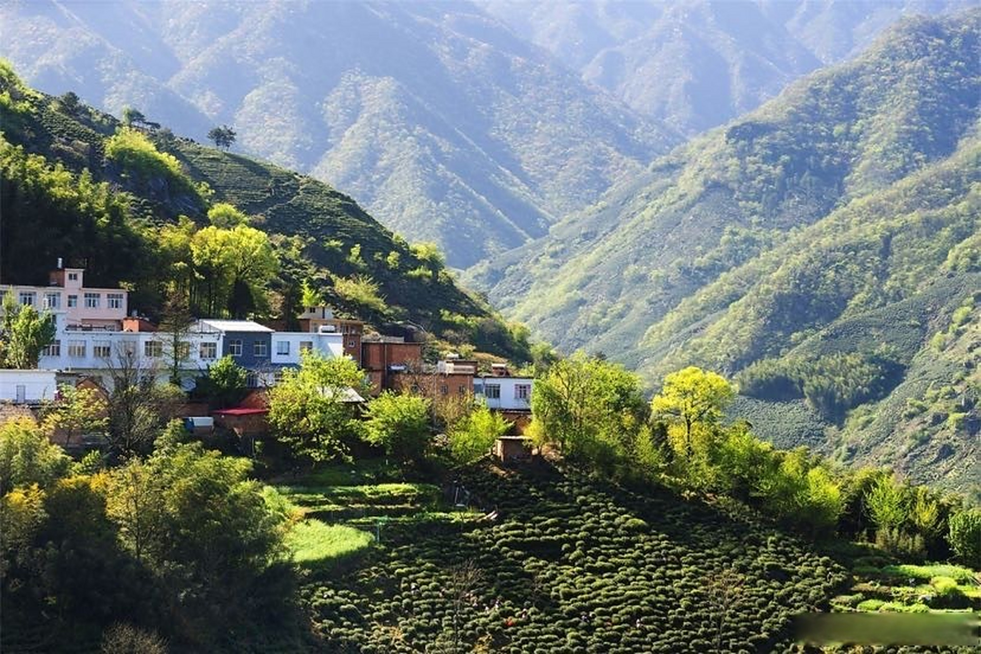 【生态茶乡美如画[心]】商城县苏仙石乡是高山茶核心产区之一.