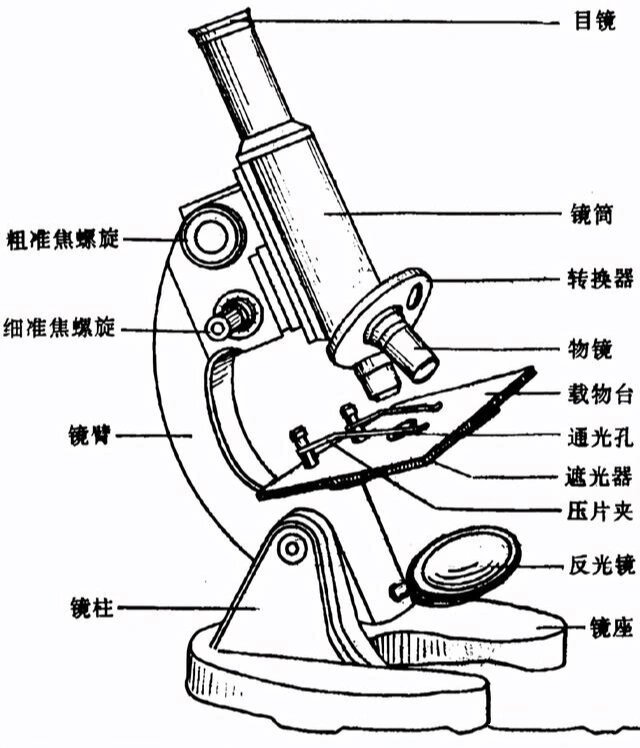 这是显微镜的各部分名称