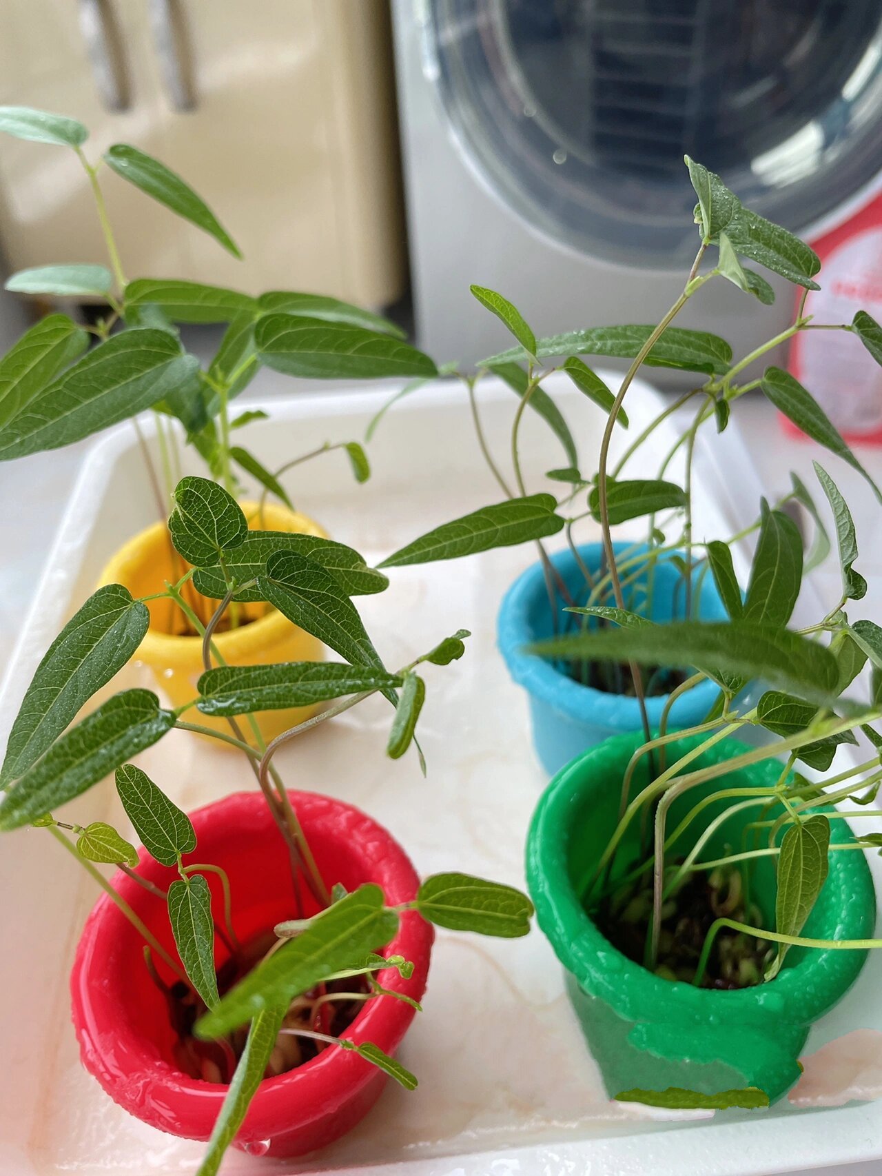 赤小豆发芽🌱记