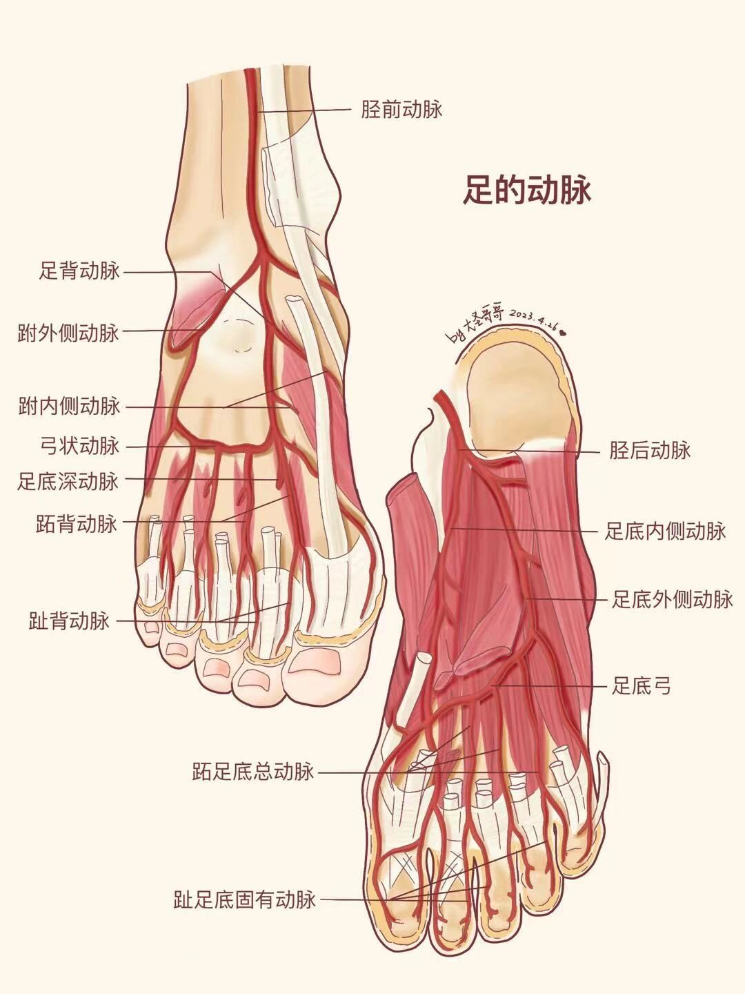 足底动脉解剖图图片