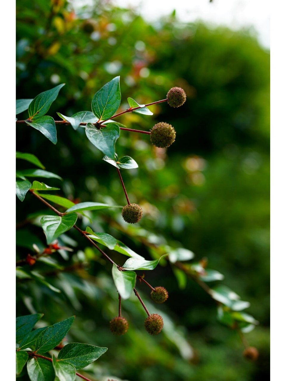 细叶水团花|水杨梅 水花团团溅,河岸枝条展. 细叶水团花,别名水杨梅,