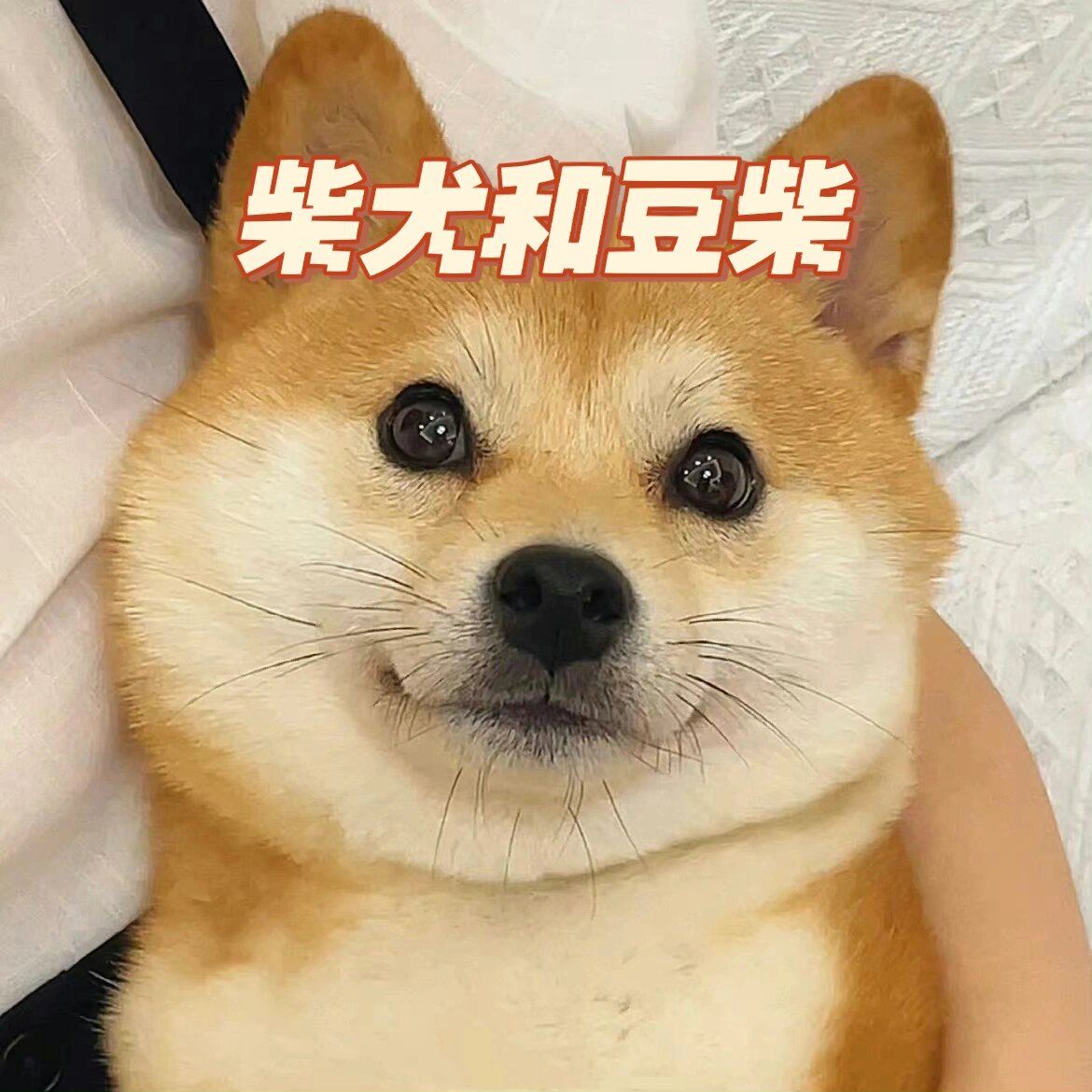 柴犬和豆柴的区别