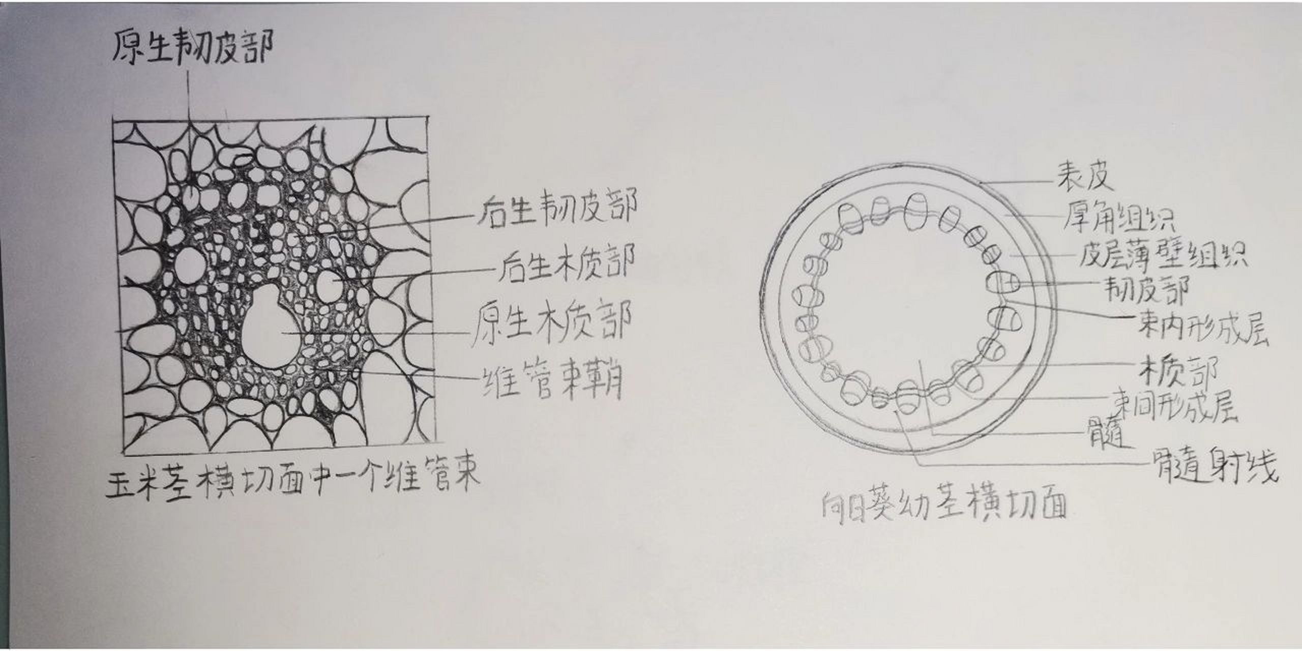 玉米茎维管束手绘图图片