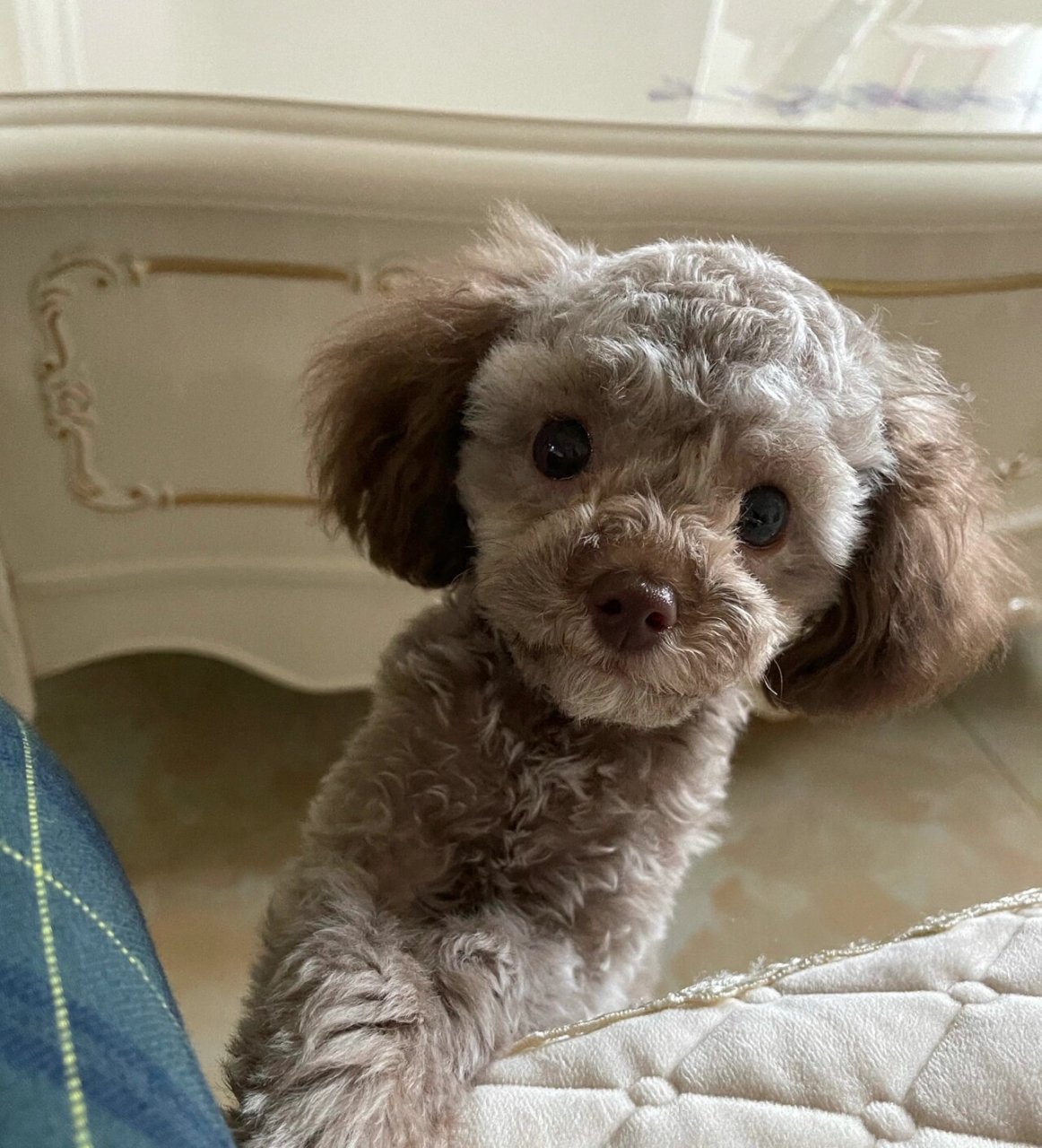 奶咖色泰迪的成长记录 开盲盒成功 我的奶豆妹  颜色越来越浅了  我