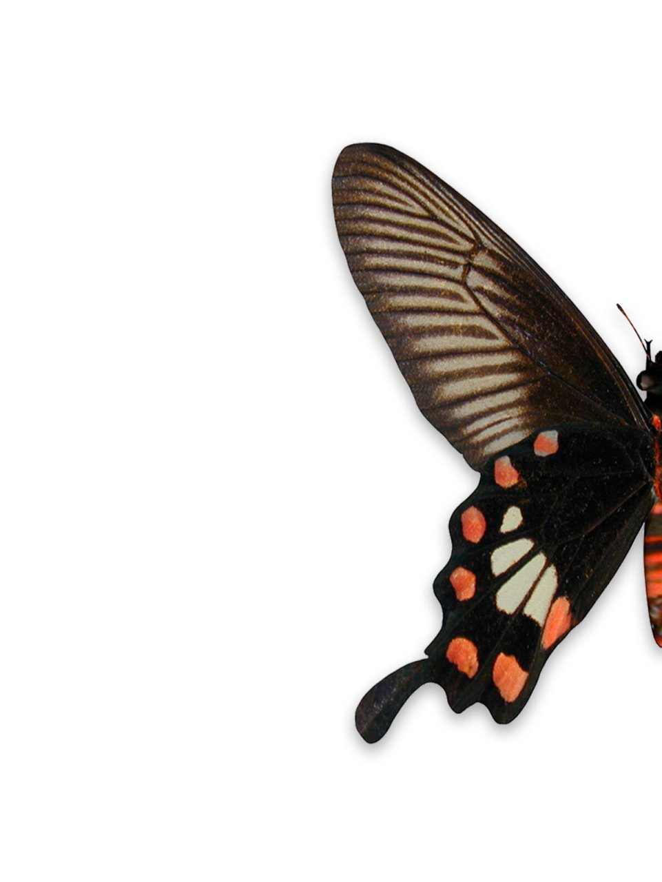 超美蝴蝶|红珠凤蝶 红珠凤蝶( pachliopta aristolochiae fabricius )