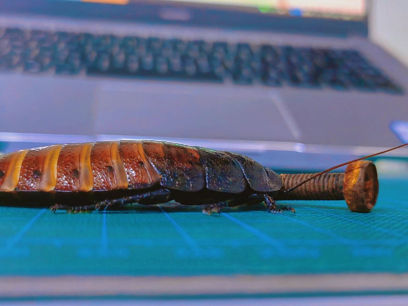 养昆虫的男人|我养了1年半的马岛蟑螂 2020年11月购入10只马岛蟑螂 到