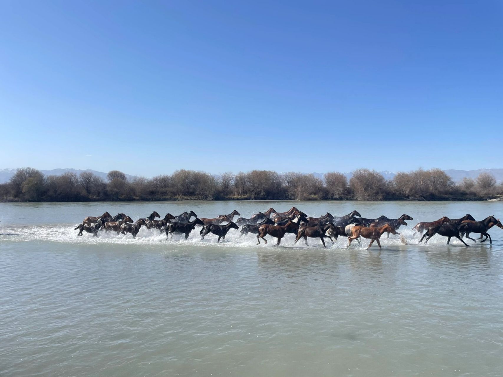 昭苏湿地公园天马浴河 本来不抱有希望,但没想到惊艳到我了,不需要门