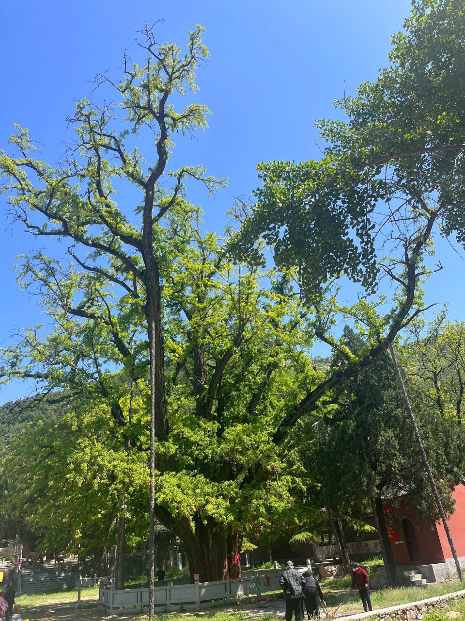 听闻白马寺里有棵千年银杏树 去白马寺看了棵古树.漫山遍野的绿.
