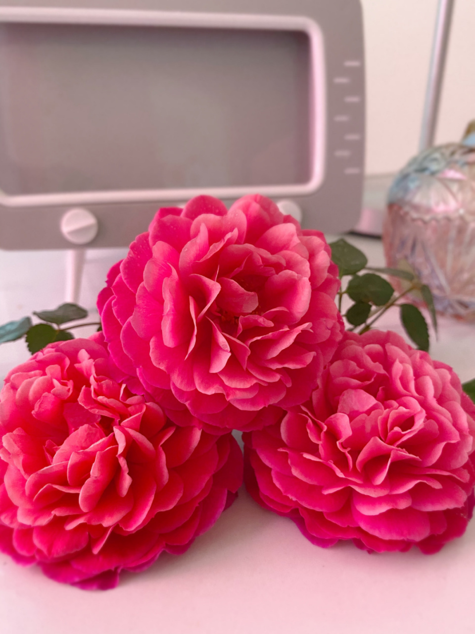 月季:扇子 清晨摘花,欲与牡丹争斗艳959595 #一周鲜花打卡丨5次